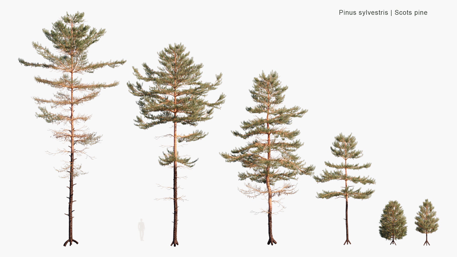 Pinus Sylvestris 3D Model