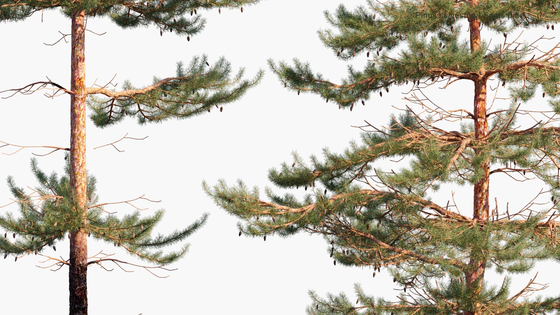 Pinus Sylvestris 3D Model