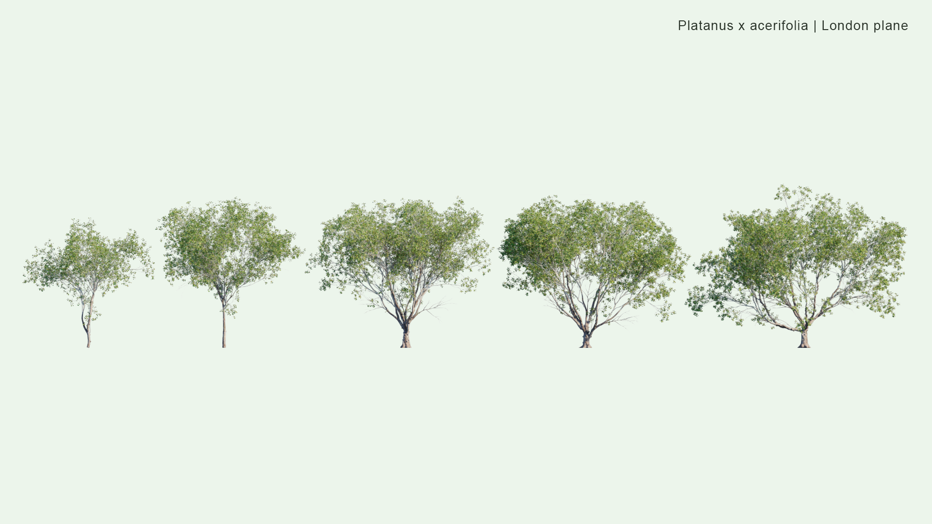 2D Platanus X Acerifolia - London Plane, Hybrid Plane