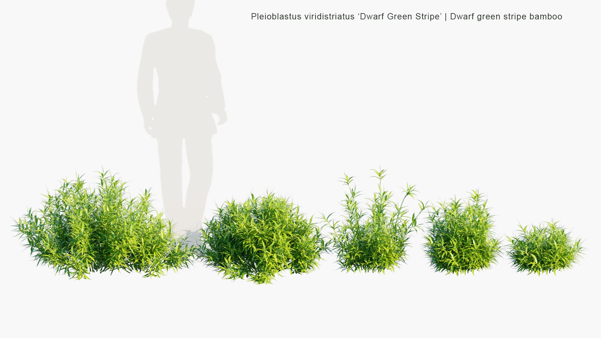 Pleioblastus Viridistriatus 'Dwarf Green Stripe' - Dwarf Green Stripe Bamboo