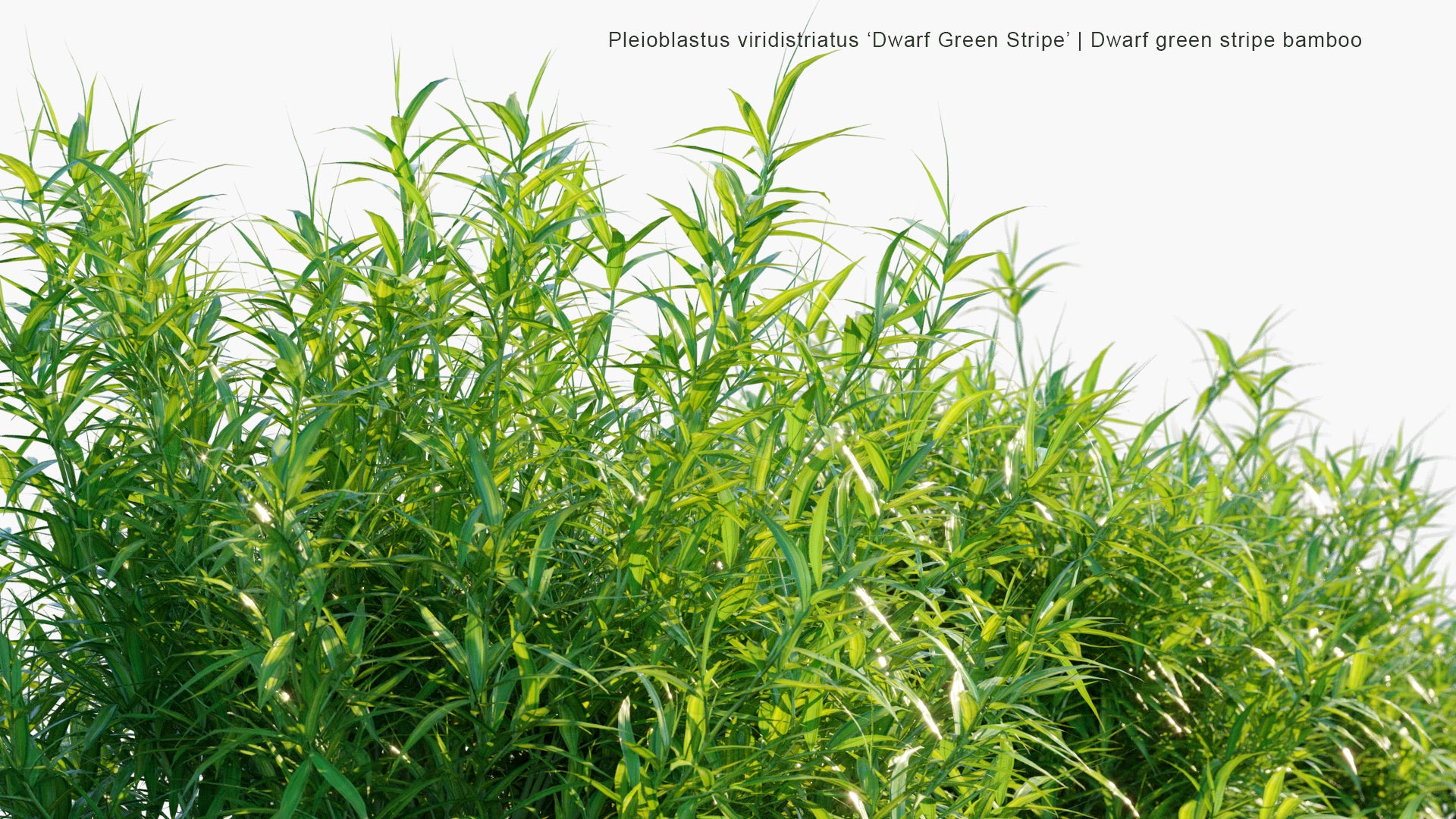 Pleioblastus Viridistriatus 'Dwarf Green Stripe' - Dwarf Green Stripe Bamboo