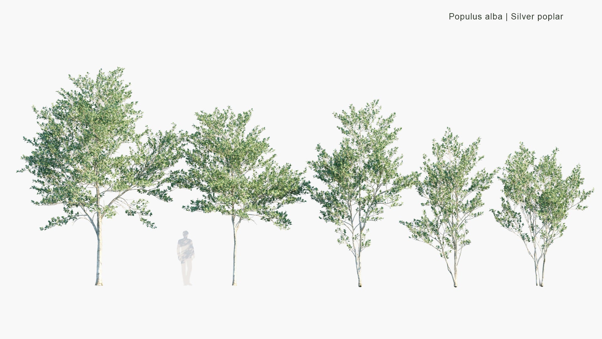Low Poly Populus Alba - Silver Poplar, Silverleaf Poplar, White Poplar (3D Model)