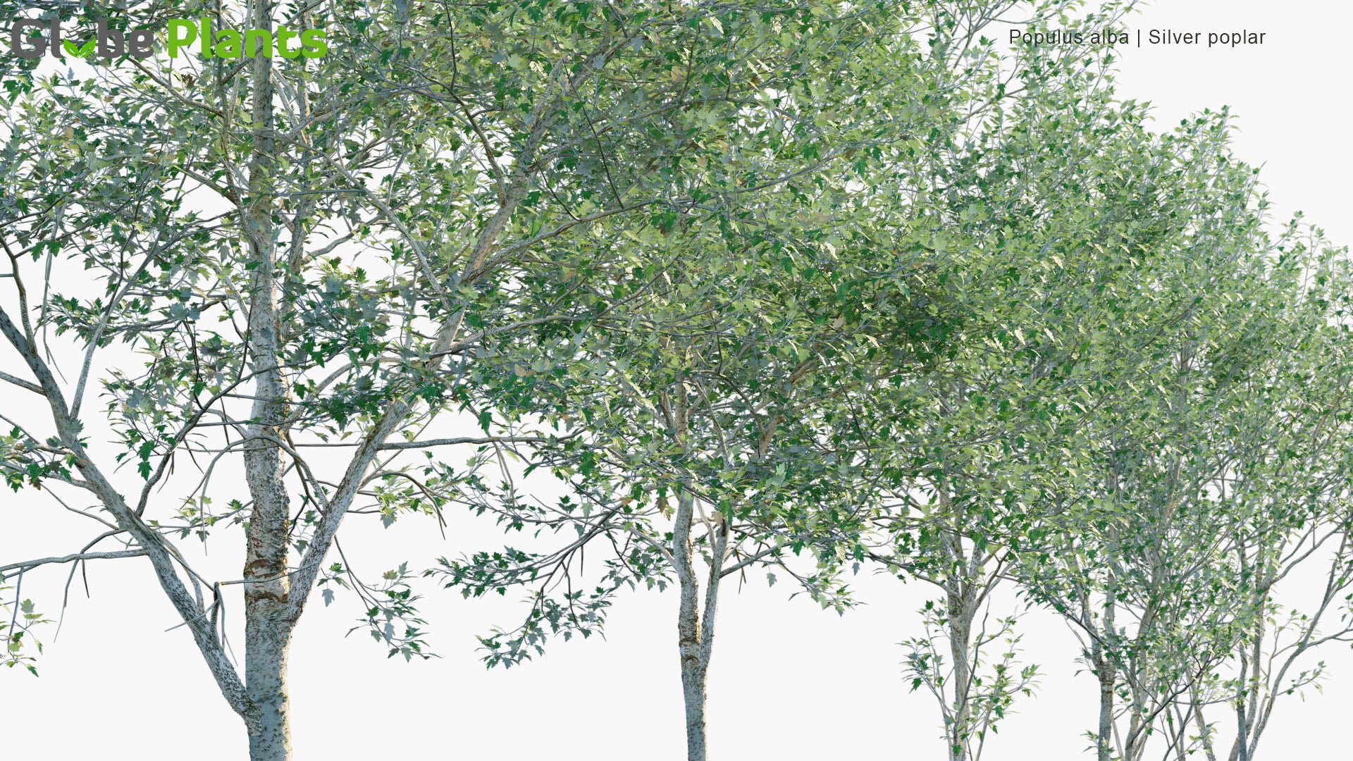 Low Poly Populus Alba - Silver Poplar, Silverleaf Poplar, White Poplar (3D Model)