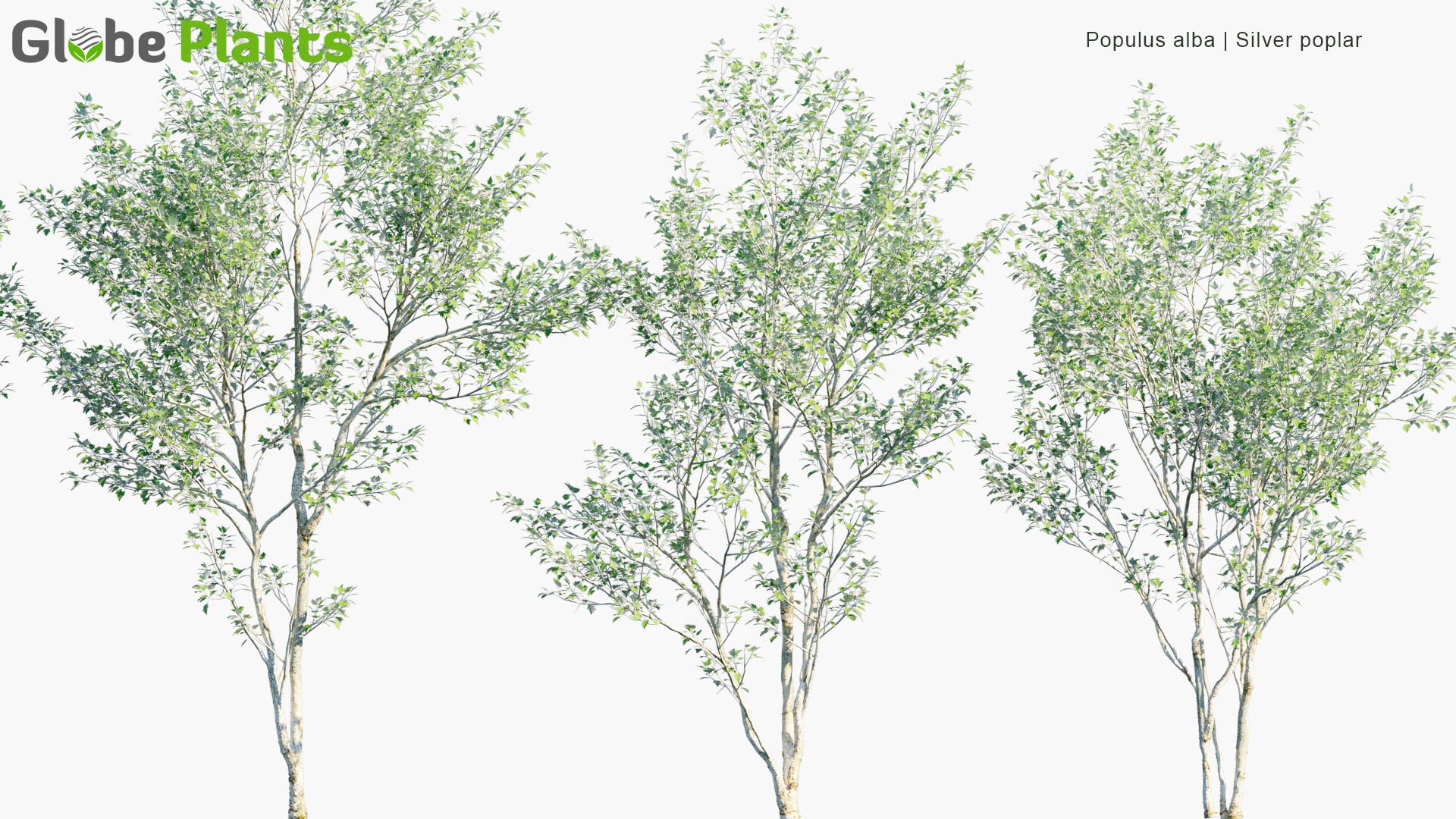 Low Poly Populus Alba - Silver Poplar, Silverleaf Poplar, White Poplar (3D Model)