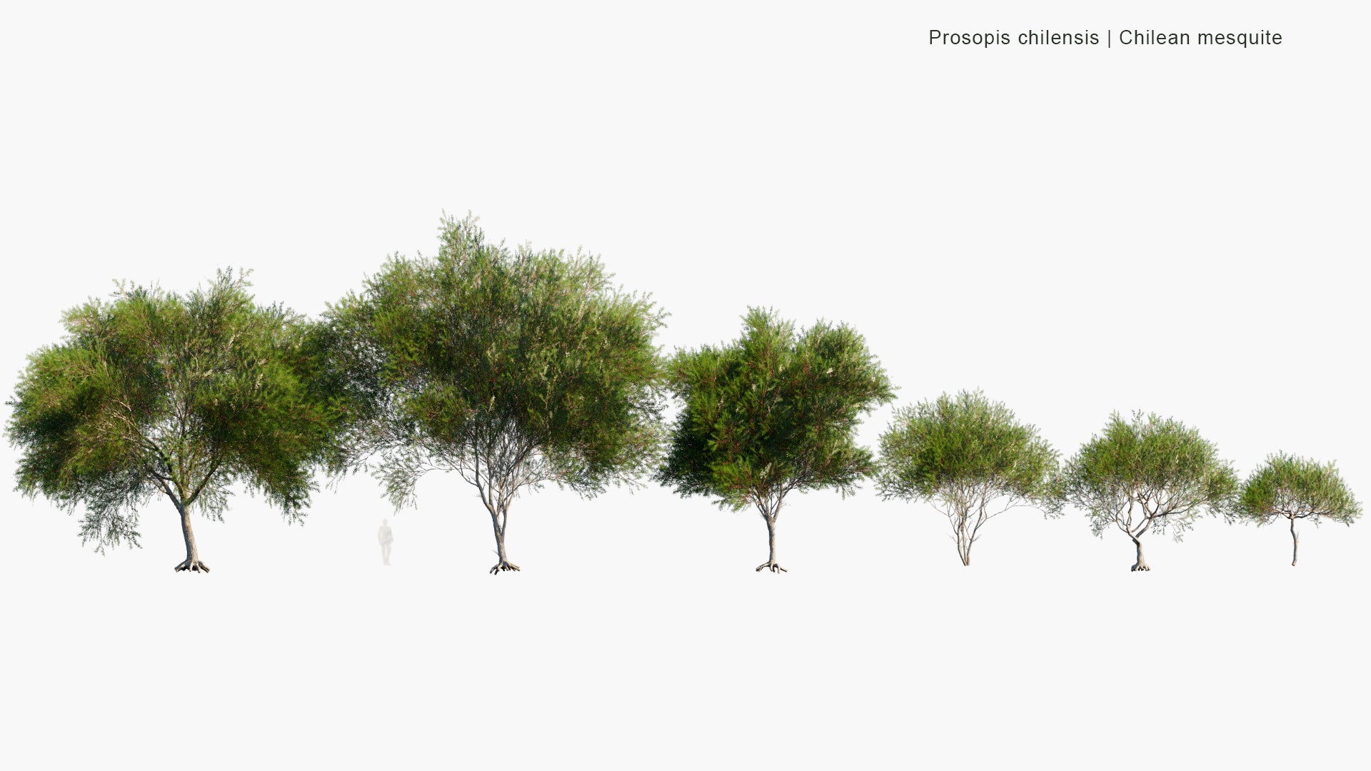 Low Poly Prosopis Chilensis - Chilean Mesquite, Cupesí, Chilean Algarrobo (3D Model)