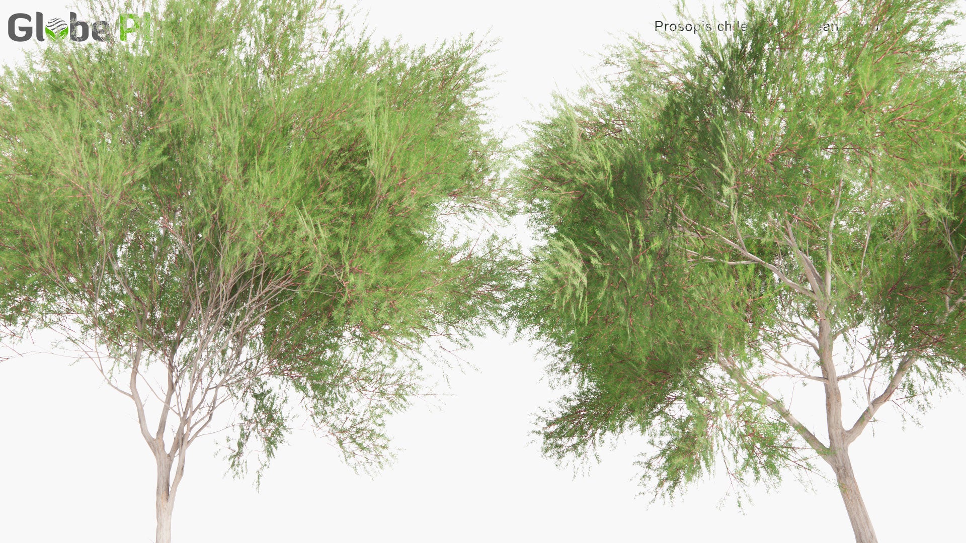 Low Poly Prosopis Chilensis - Chilean Mesquite, Cupesí, Chilean Algarrobo (3D Model)
