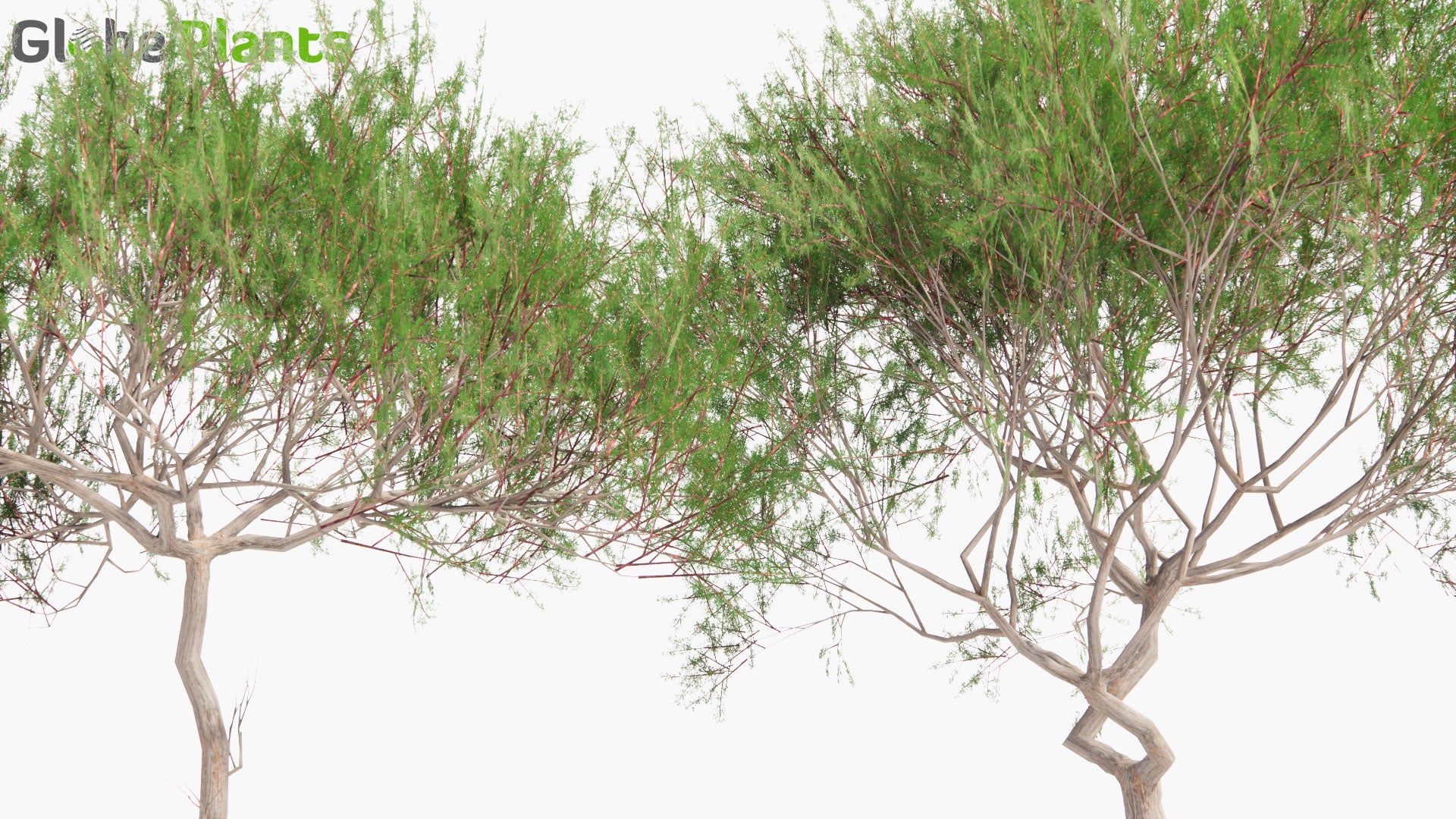 Low Poly Prosopis Chilensis - Chilean Mesquite, Cupesí, Chilean Algarrobo (3D Model)
