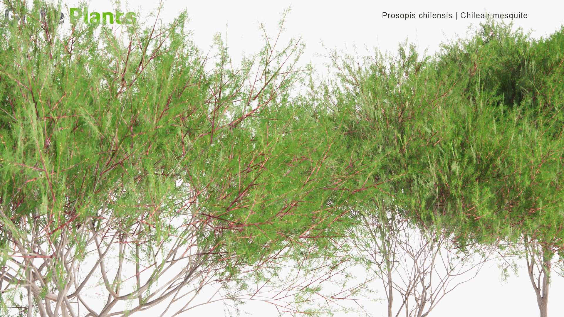 Low Poly Prosopis Chilensis - Chilean Mesquite, Cupesí, Chilean Algarrobo (3D Model)