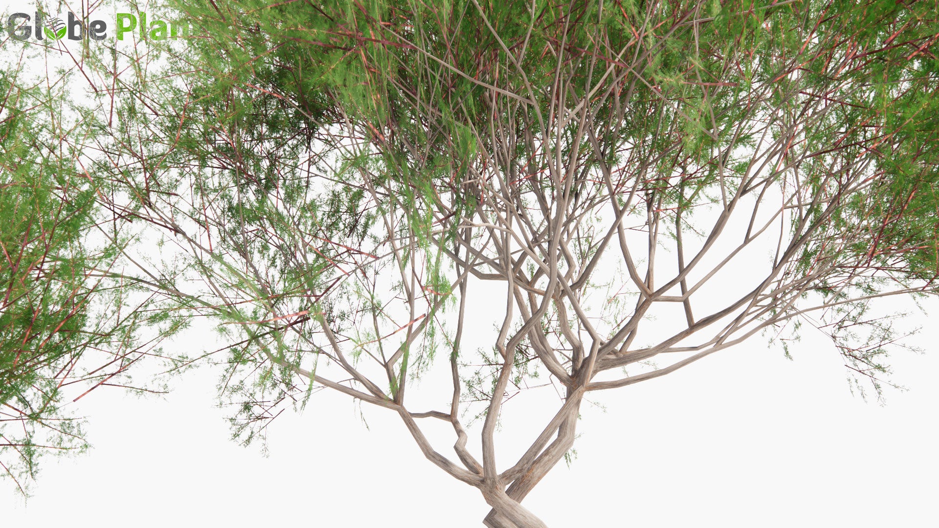 Low Poly Prosopis Chilensis - Chilean Mesquite, Cupesí, Chilean Algarrobo (3D Model)