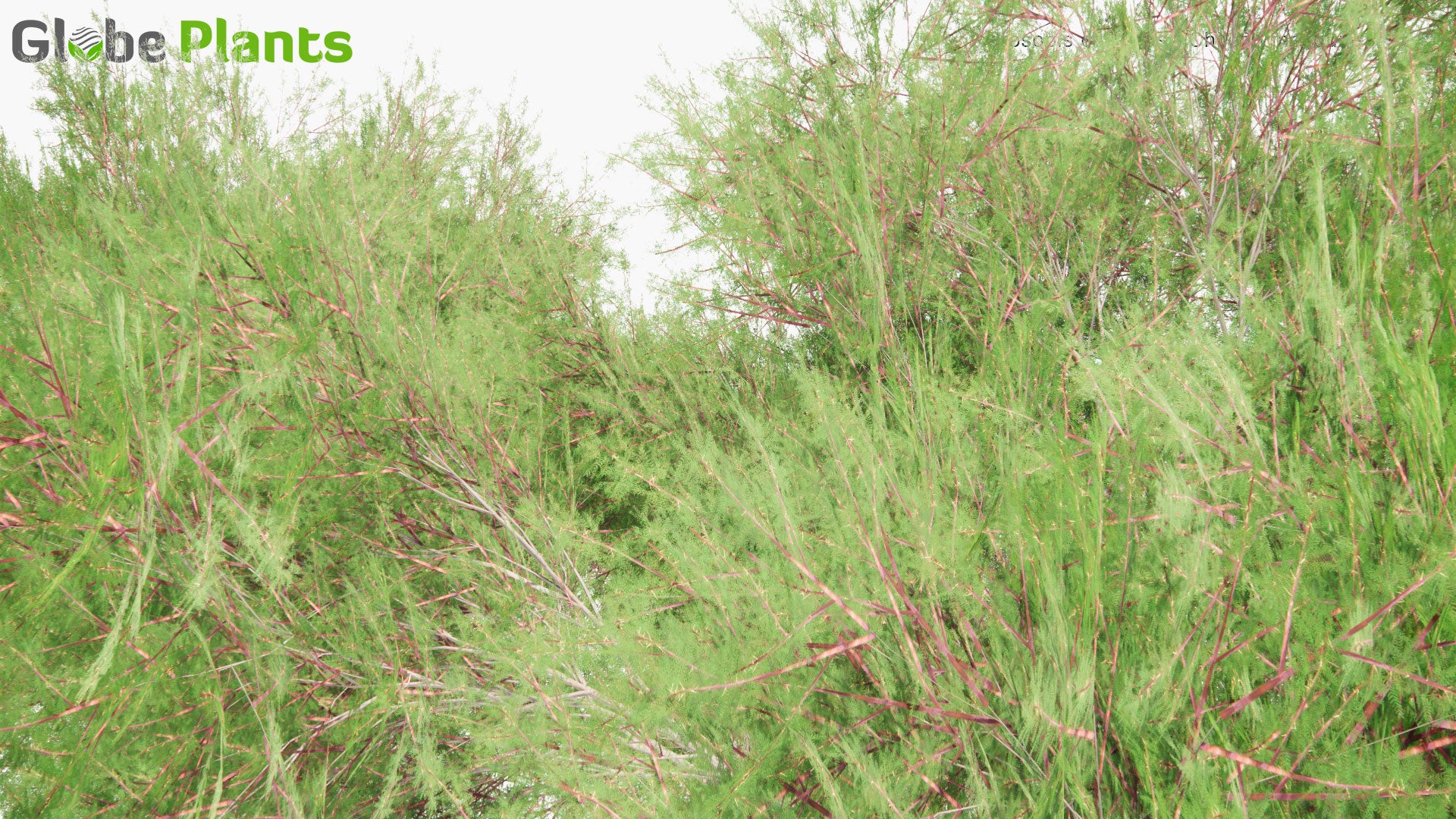 Low Poly Prosopis Chilensis - Chilean Mesquite, Cupesí, Chilean Algarrobo (3D Model)