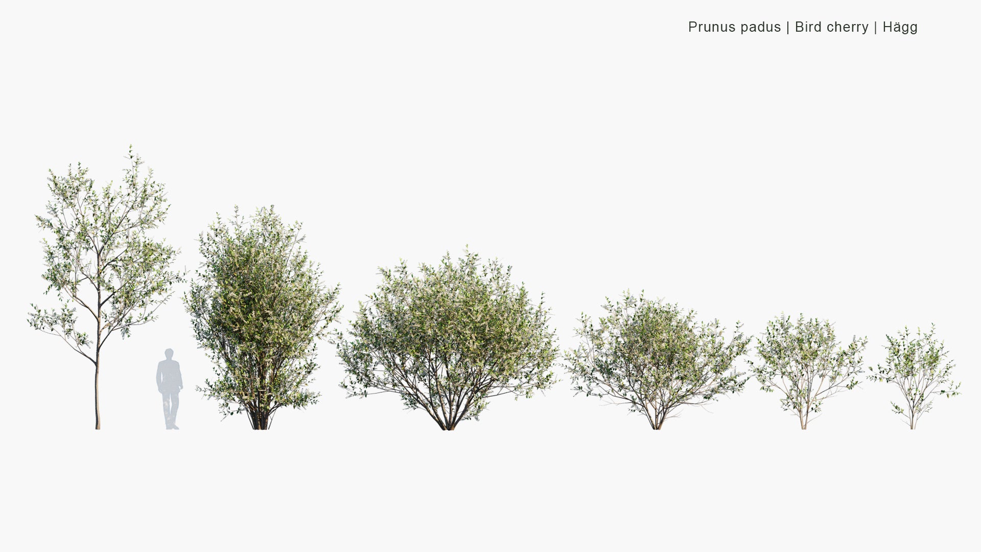 Low Poly Prunus Padus - Bird Cherry, Hackberry, Hagberry, Mayday Tree, Hägg (3D Model)