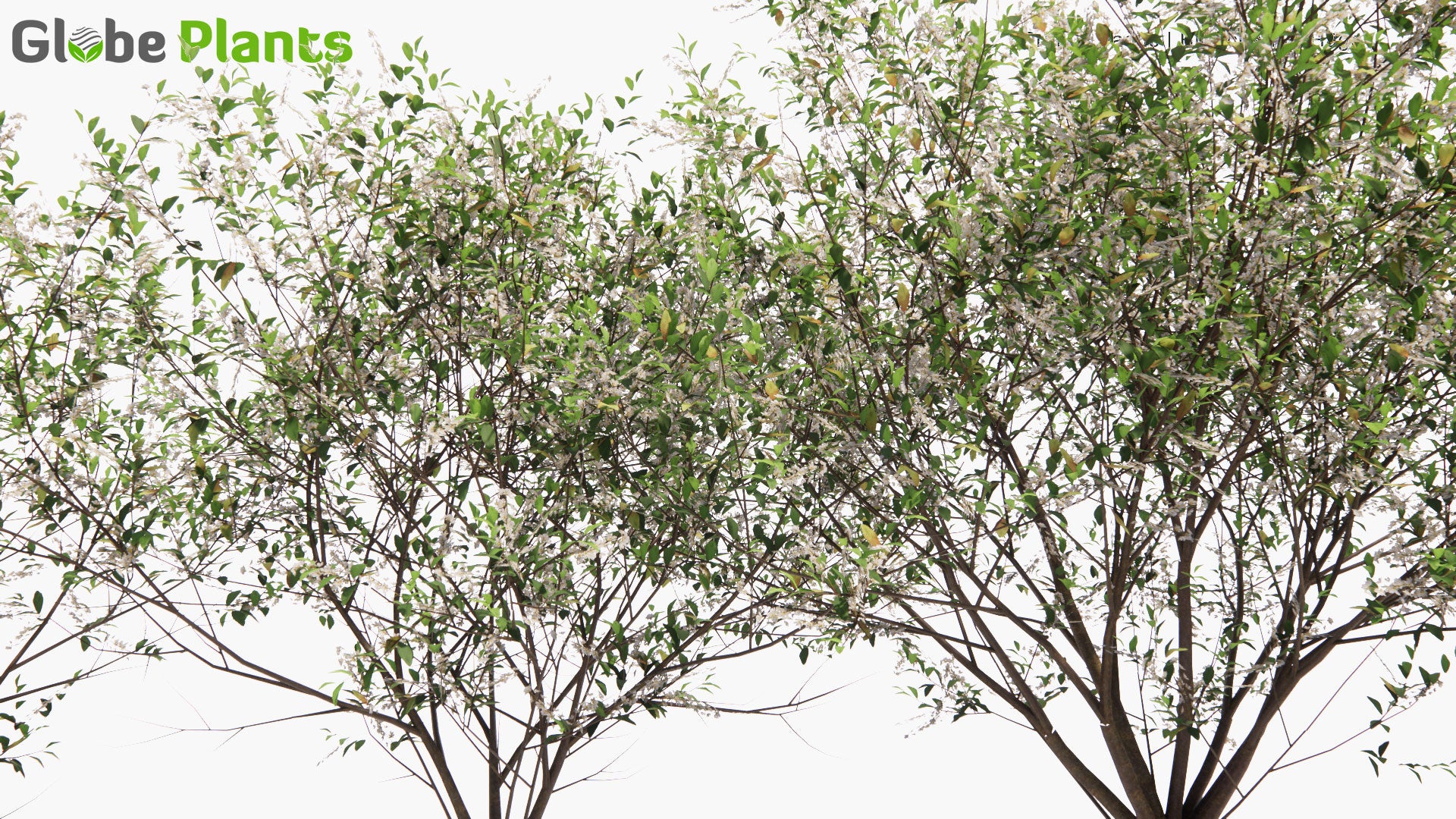 Low Poly Prunus Padus - Bird Cherry, Hackberry, Hagberry, Mayday Tree, Hägg (3D Model)