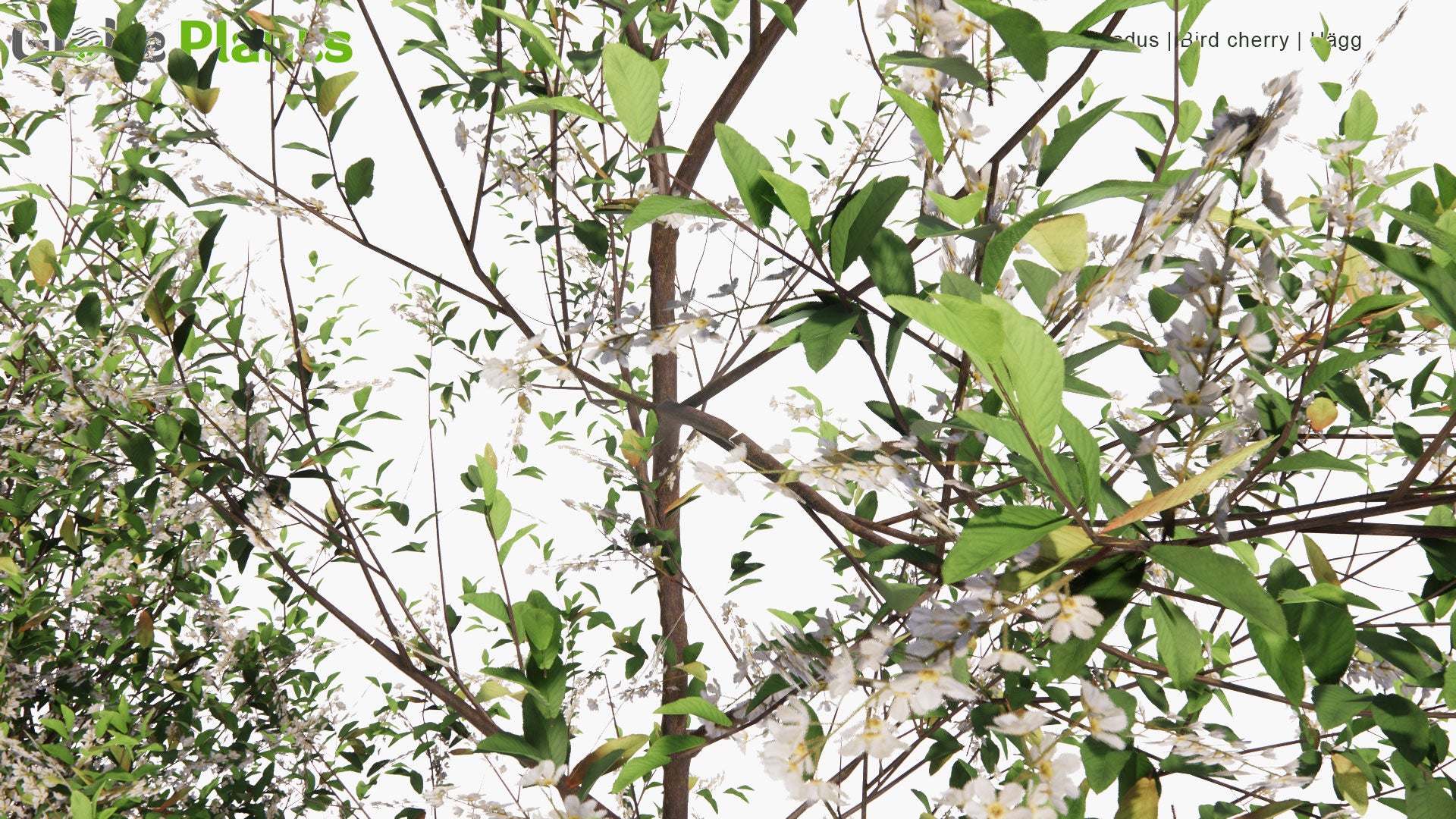 Low Poly Prunus Padus - Bird Cherry, Hackberry, Hagberry, Mayday Tree, Hägg (3D Model)