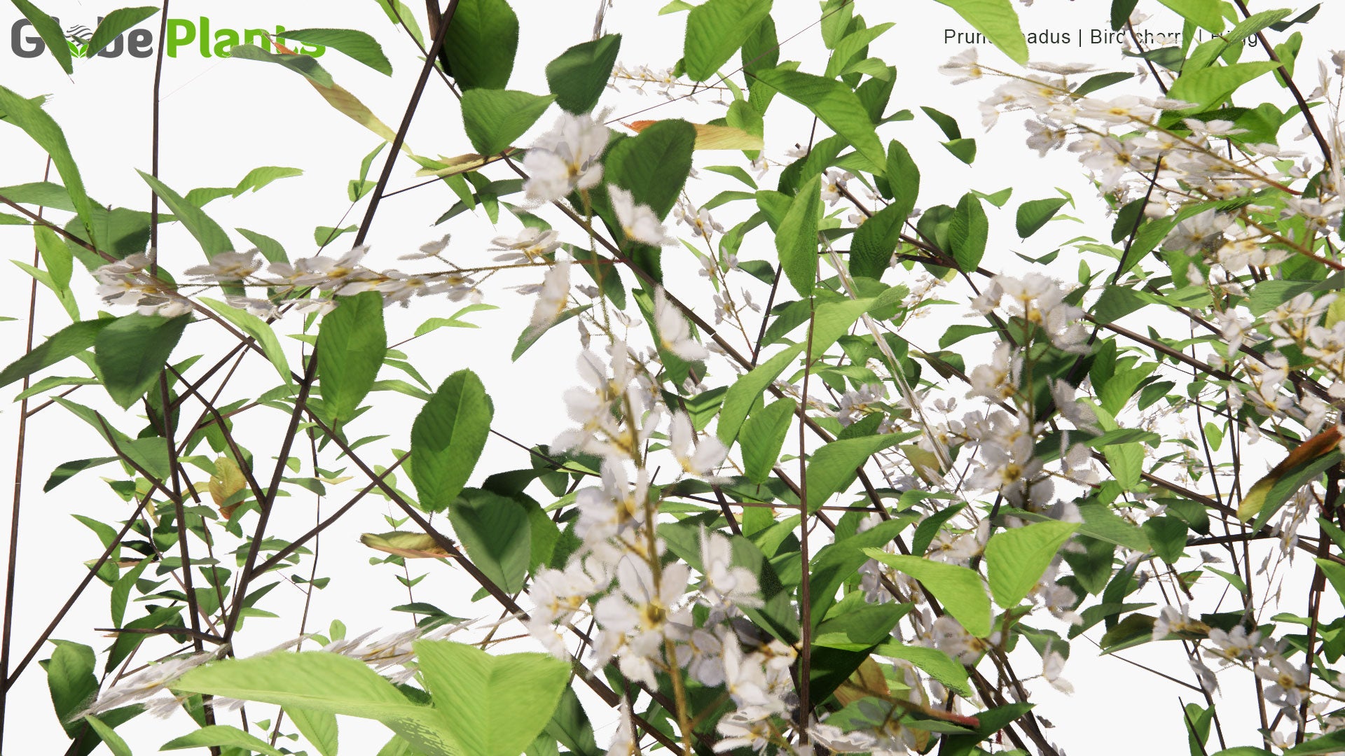 Low Poly Prunus Padus - Bird Cherry, Hackberry, Hagberry, Mayday Tree, Hägg (3D Model)