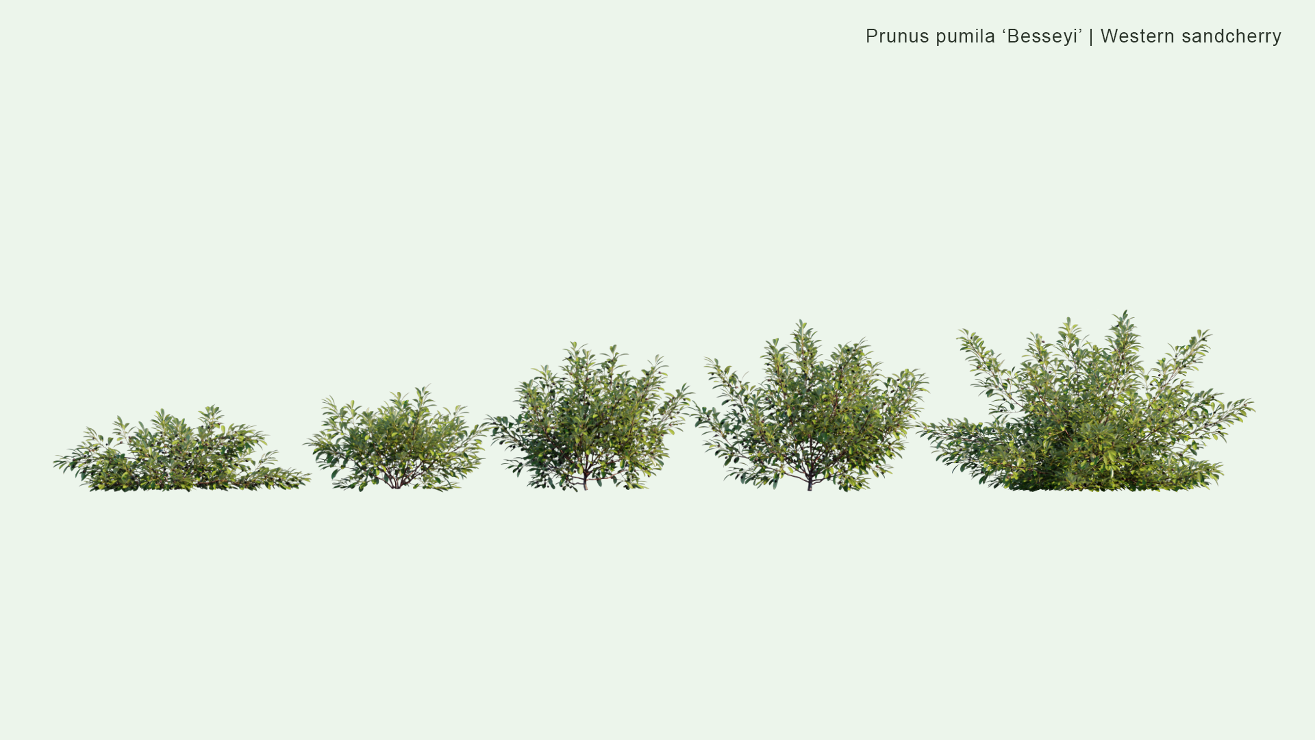2D Prunus Pumila 'Besseyi' - Western Sandcherry, Rocky Mountain Cherry
