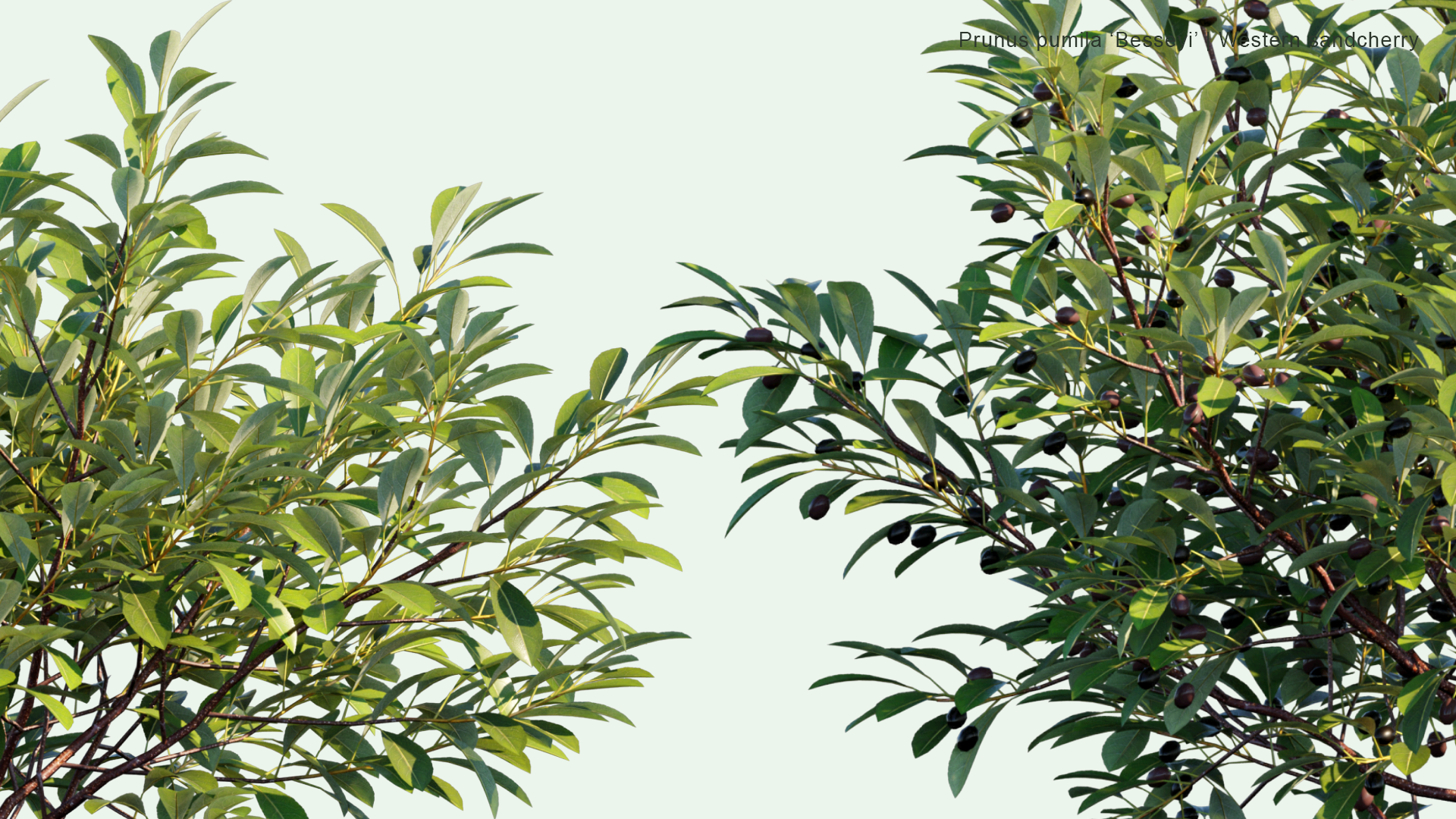 2D Prunus Pumila 'Besseyi' - Western Sandcherry, Rocky Mountain Cherry