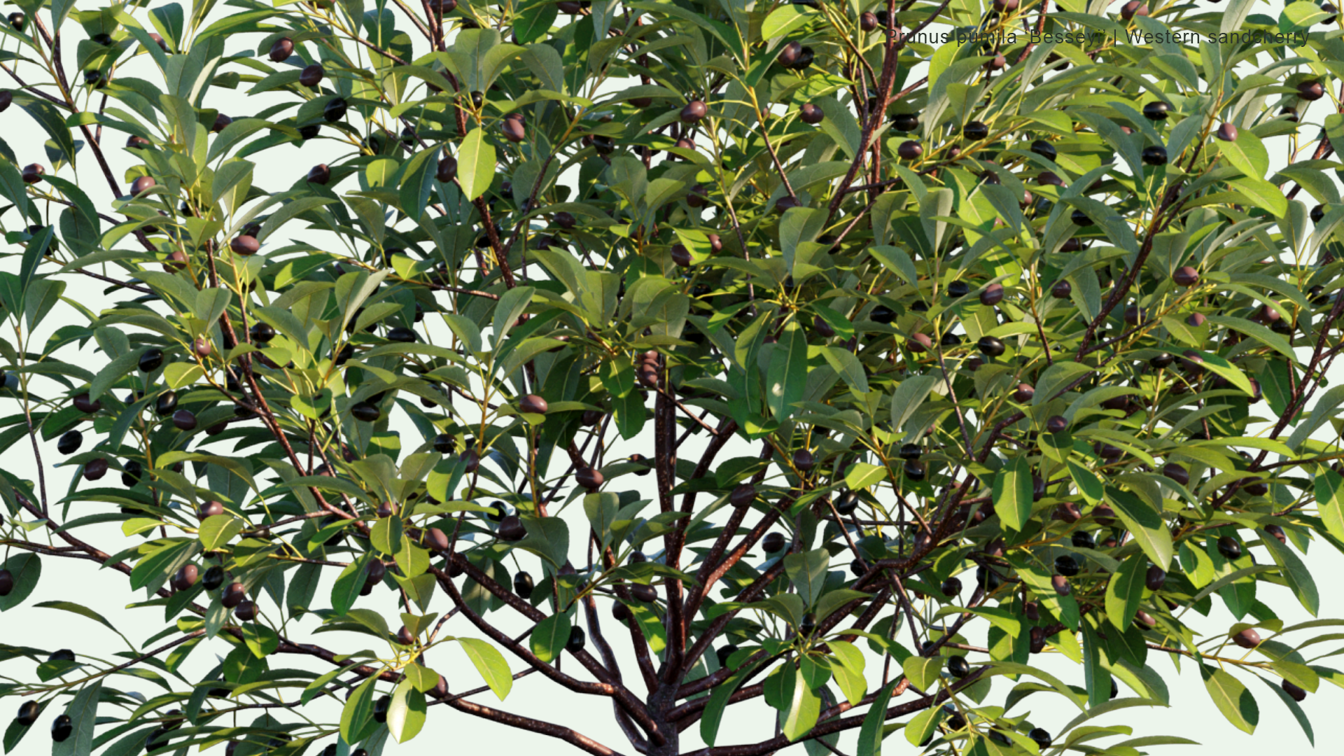 2D Prunus Pumila 'Besseyi' - Western Sandcherry, Rocky Mountain Cherry