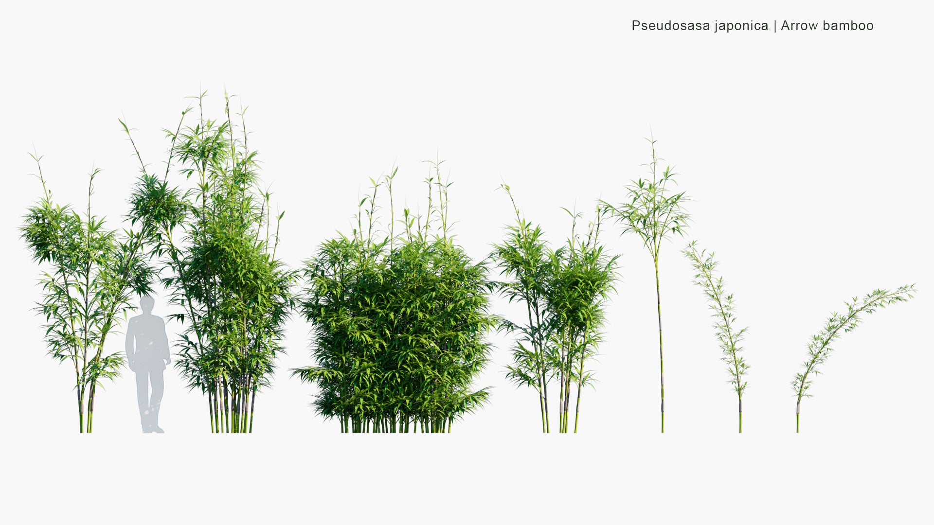 Pleioblastus Viridistriatus 'Dwarf Green Stripe' - Dwarf Green Stripe Bamboo