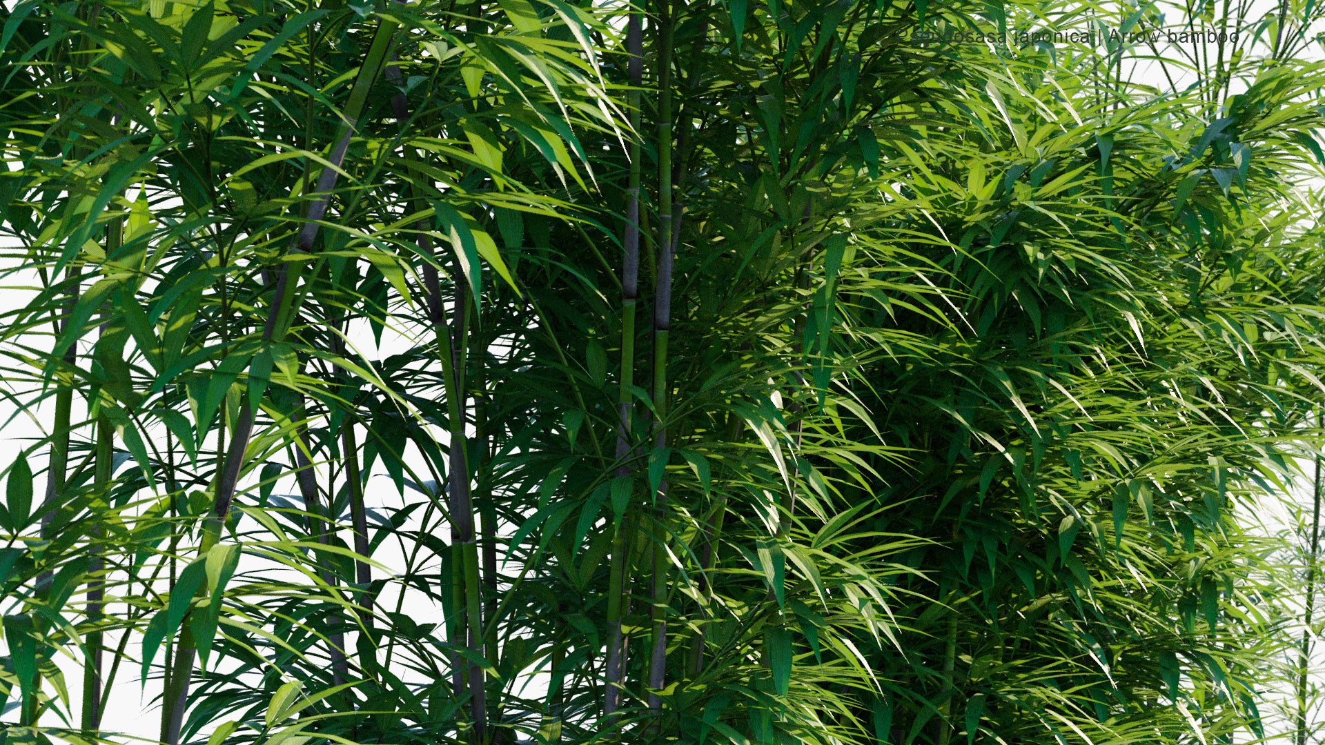 Pseudosasa Japonica 3D Model