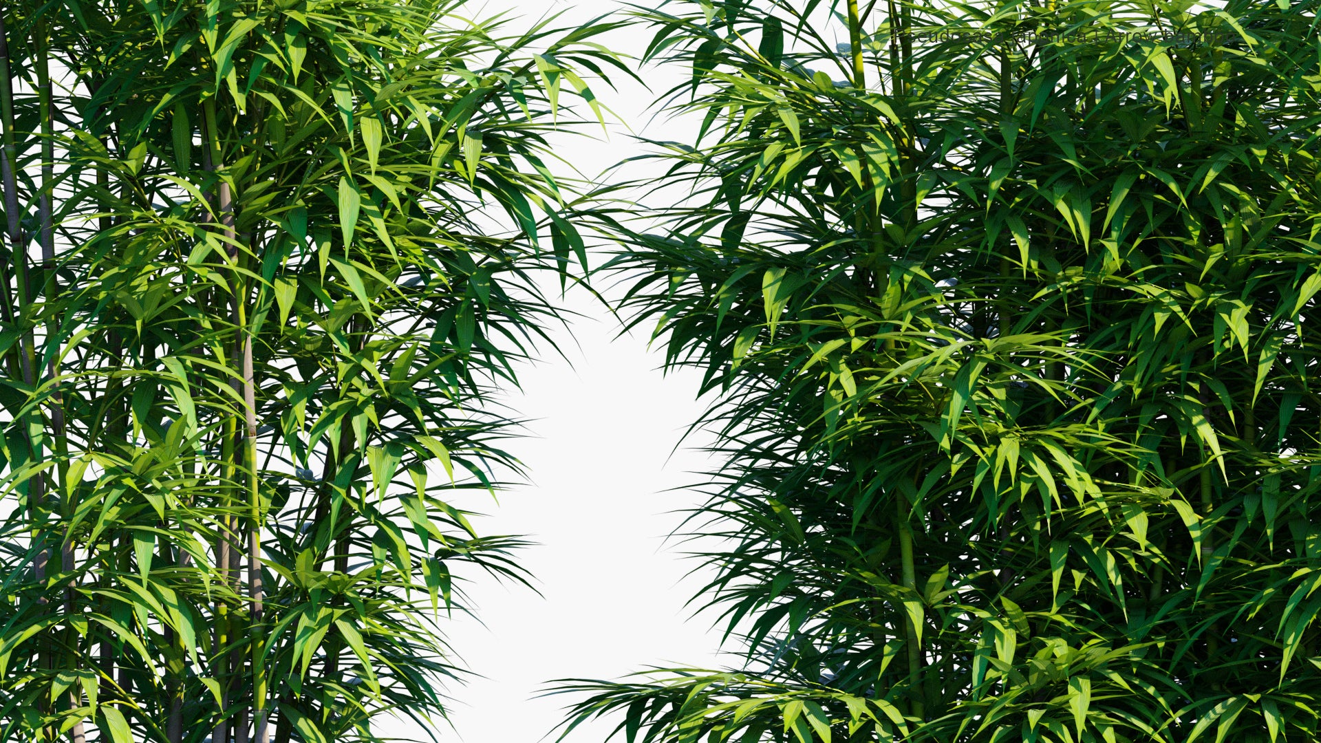 Pseudosasa Japonica 3D Model