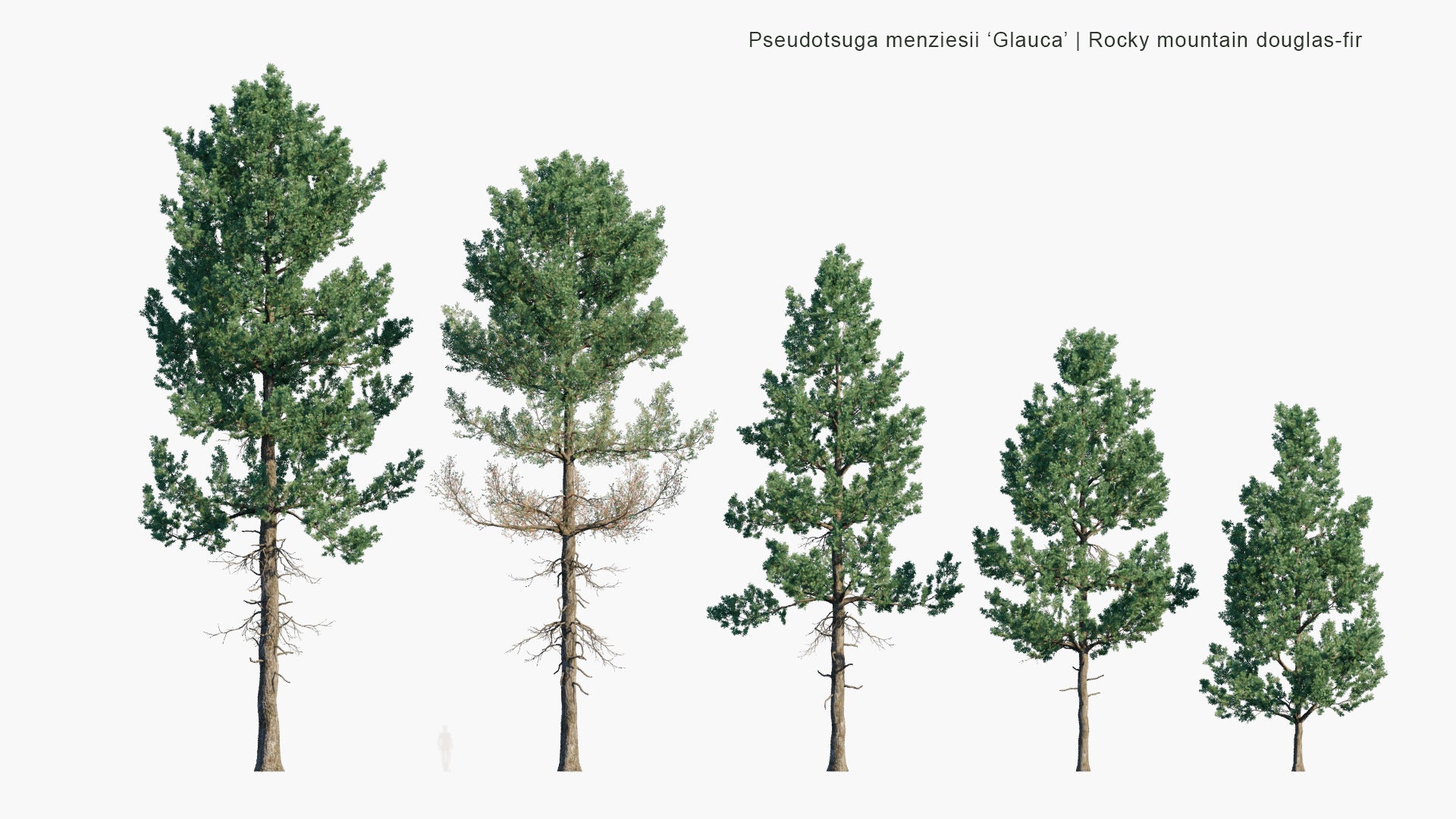 Pseudotsuga Menziesii 'Glauca' 3D Model