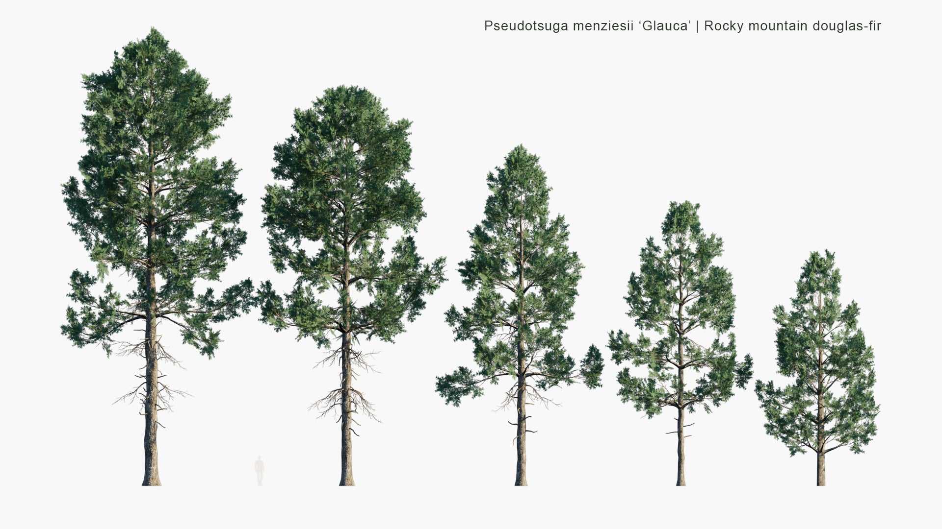 Low Poly Pseudotsuga Menziesii 'Glauca' - Rocky Mountain Douglas-Fir (3D Model)