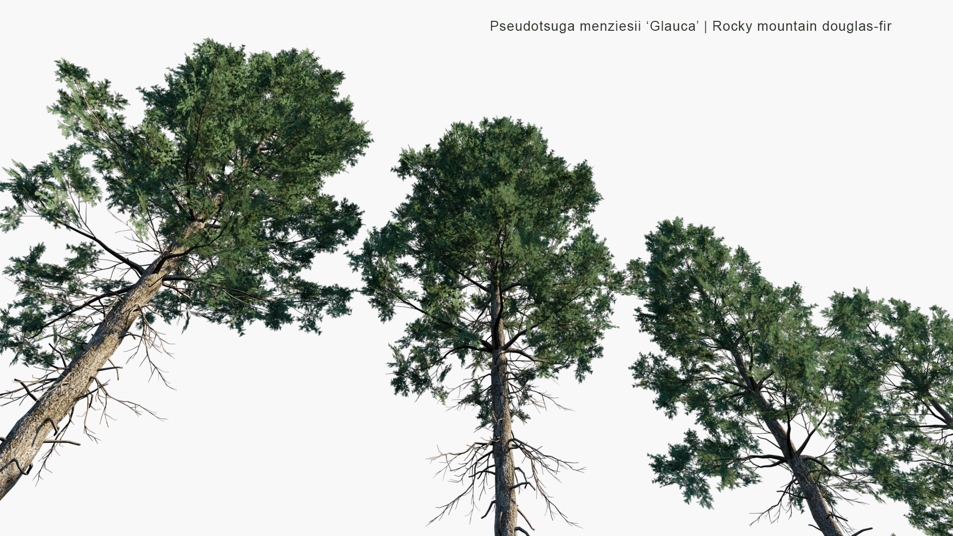 Low Poly Pseudotsuga Menziesii 'Glauca' - Rocky Mountain Douglas-Fir (3D Model)