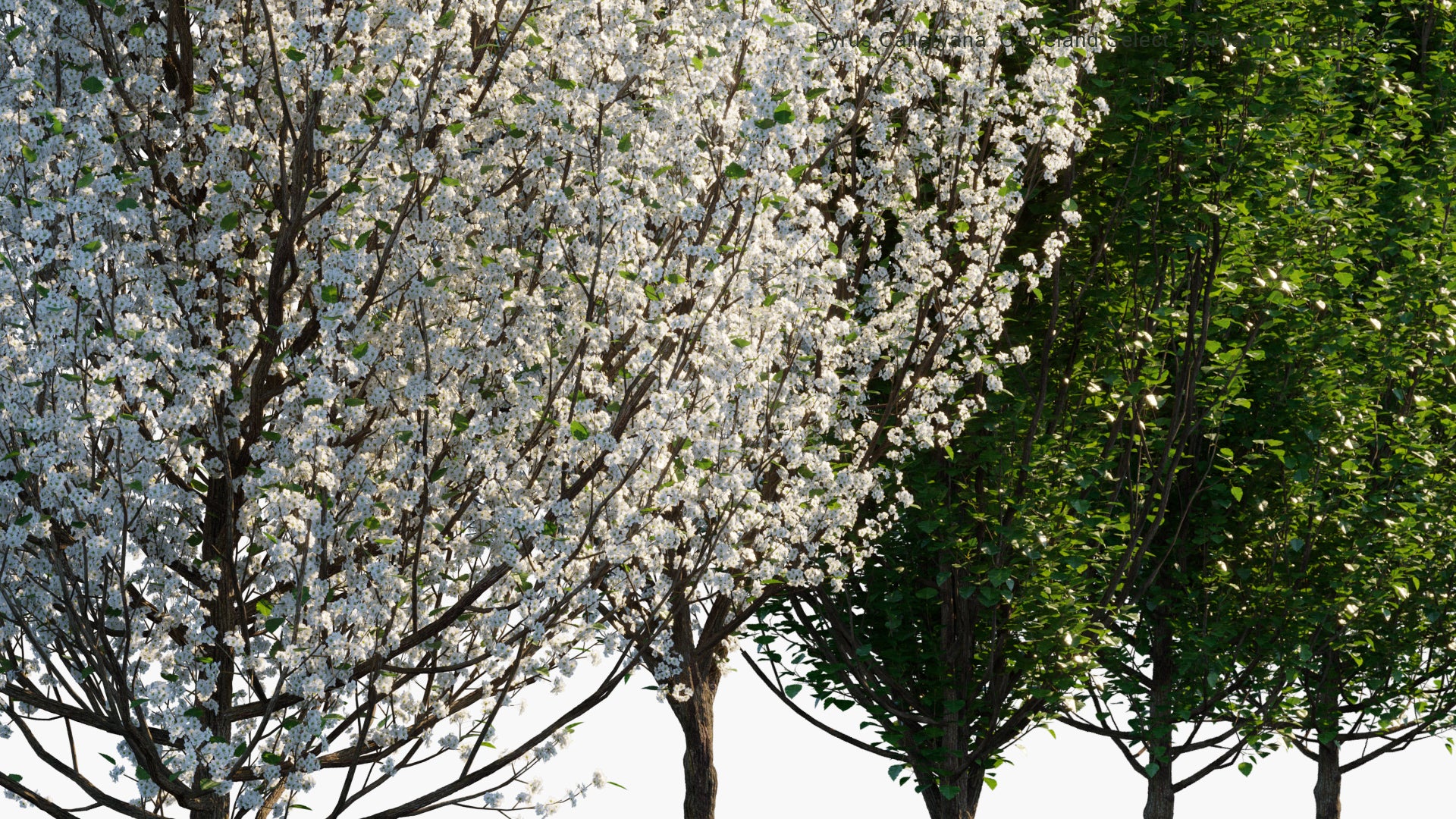 Pyrus Calleryana 'Cleveland Select' 3D Model
