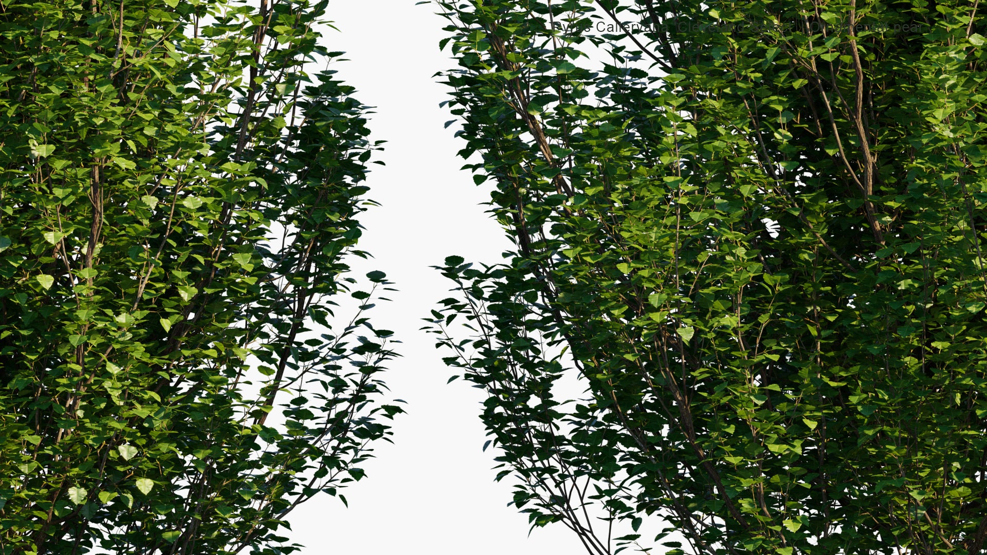 Pyrus Calleryana 'Cleveland Select' 3D Model