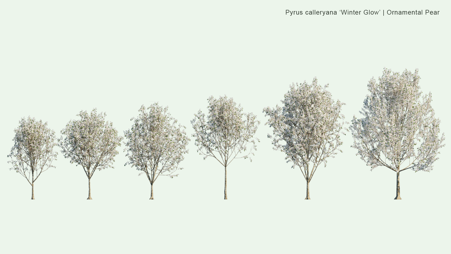 2D Pyrus Calleryana 'Winter Glow' - Ornamental Pear