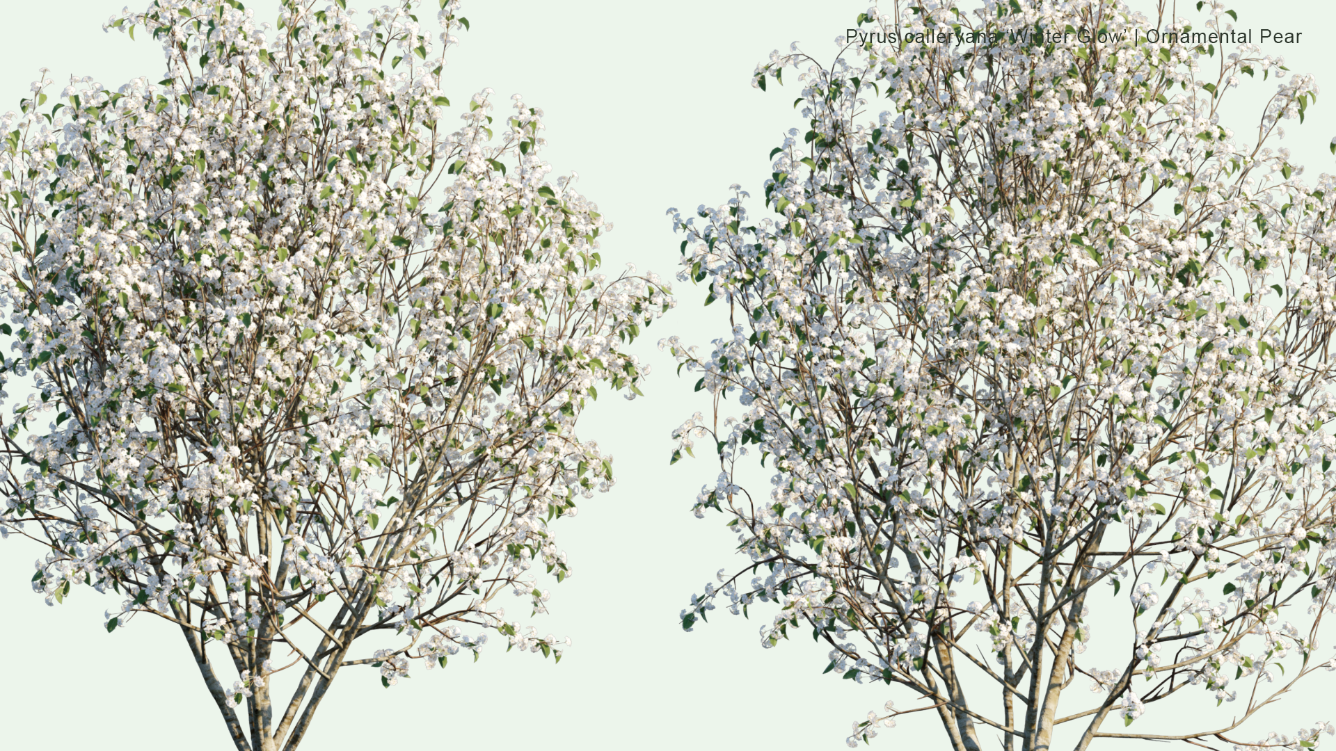 2D Pyrus Calleryana 'Winter Glow' - Ornamental Pear