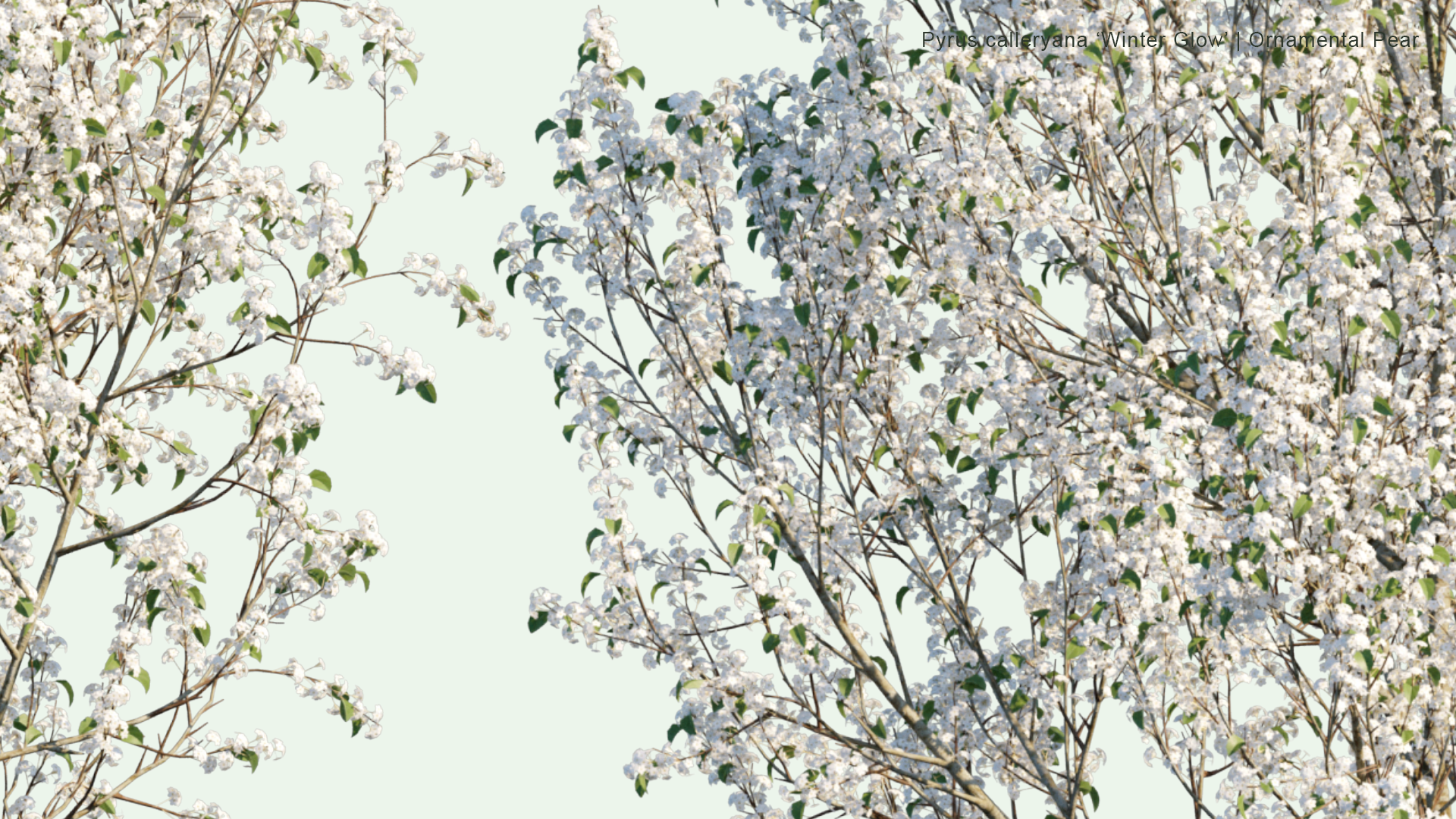 2D Pyrus Calleryana 'Winter Glow' - Ornamental Pear
