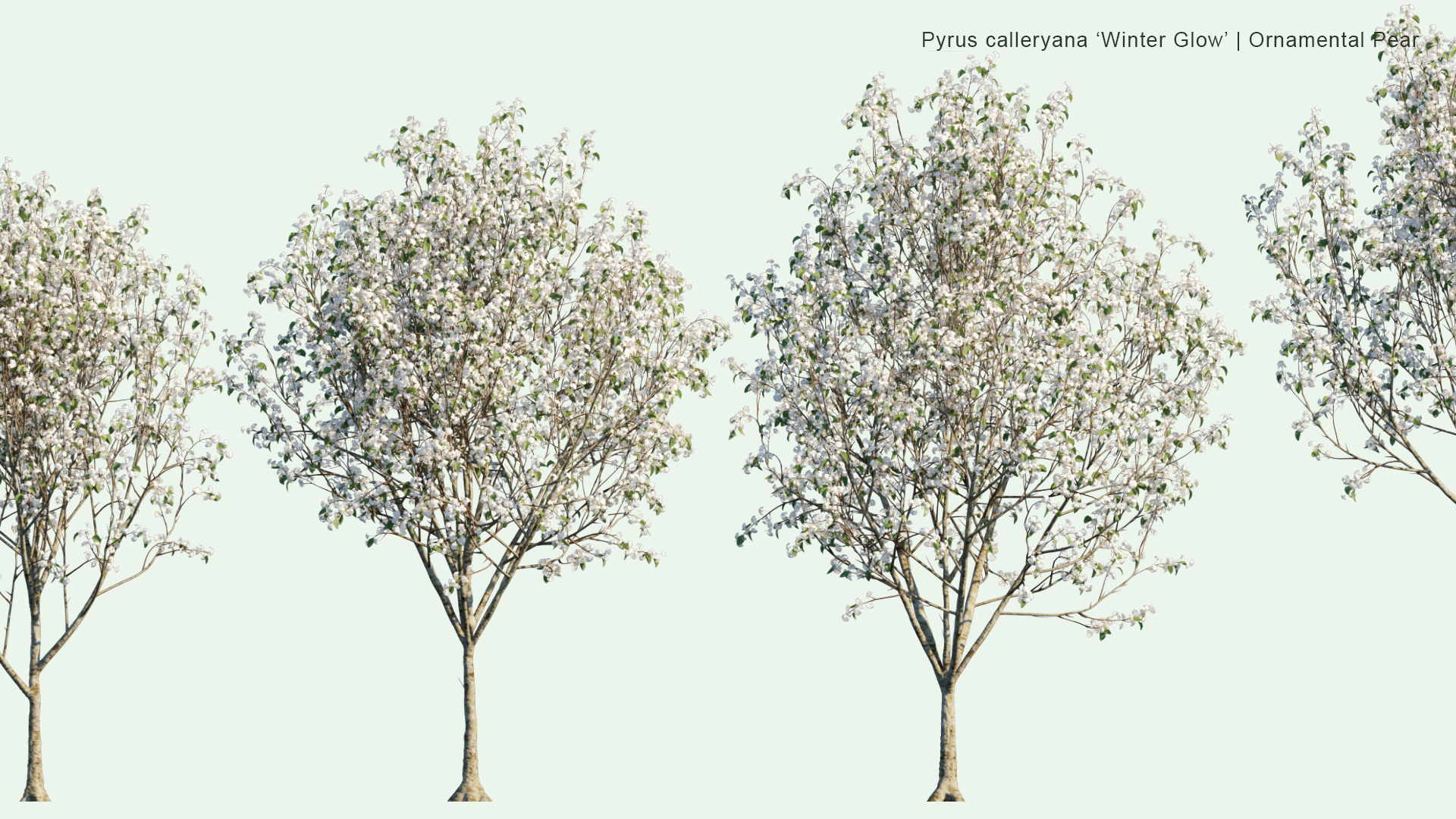 2D Pyrus Calleryana 'Winter Glow' - Ornamental Pear