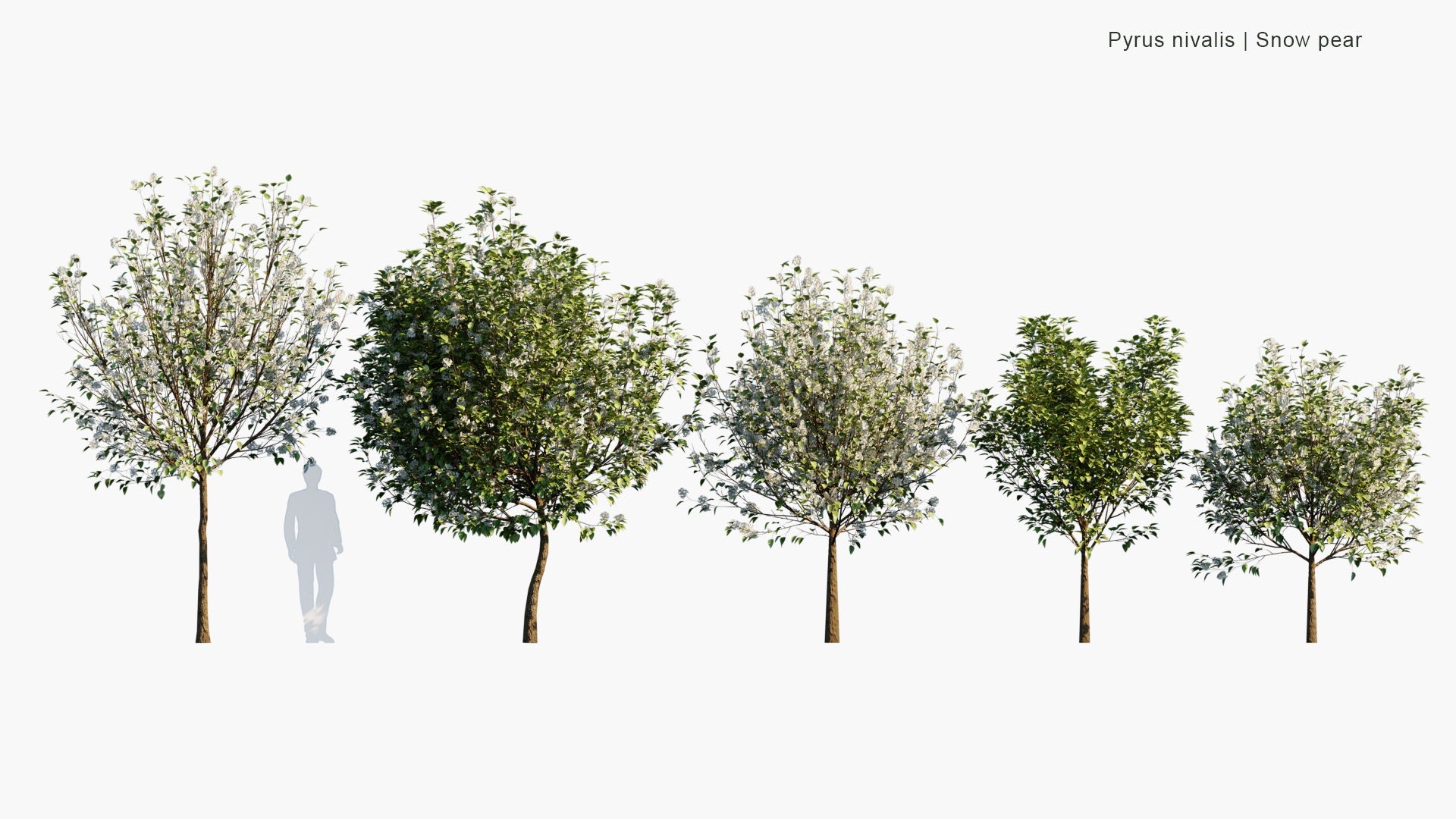 Low Poly Pyrus Nivalis - Snow Pear (3D Model)