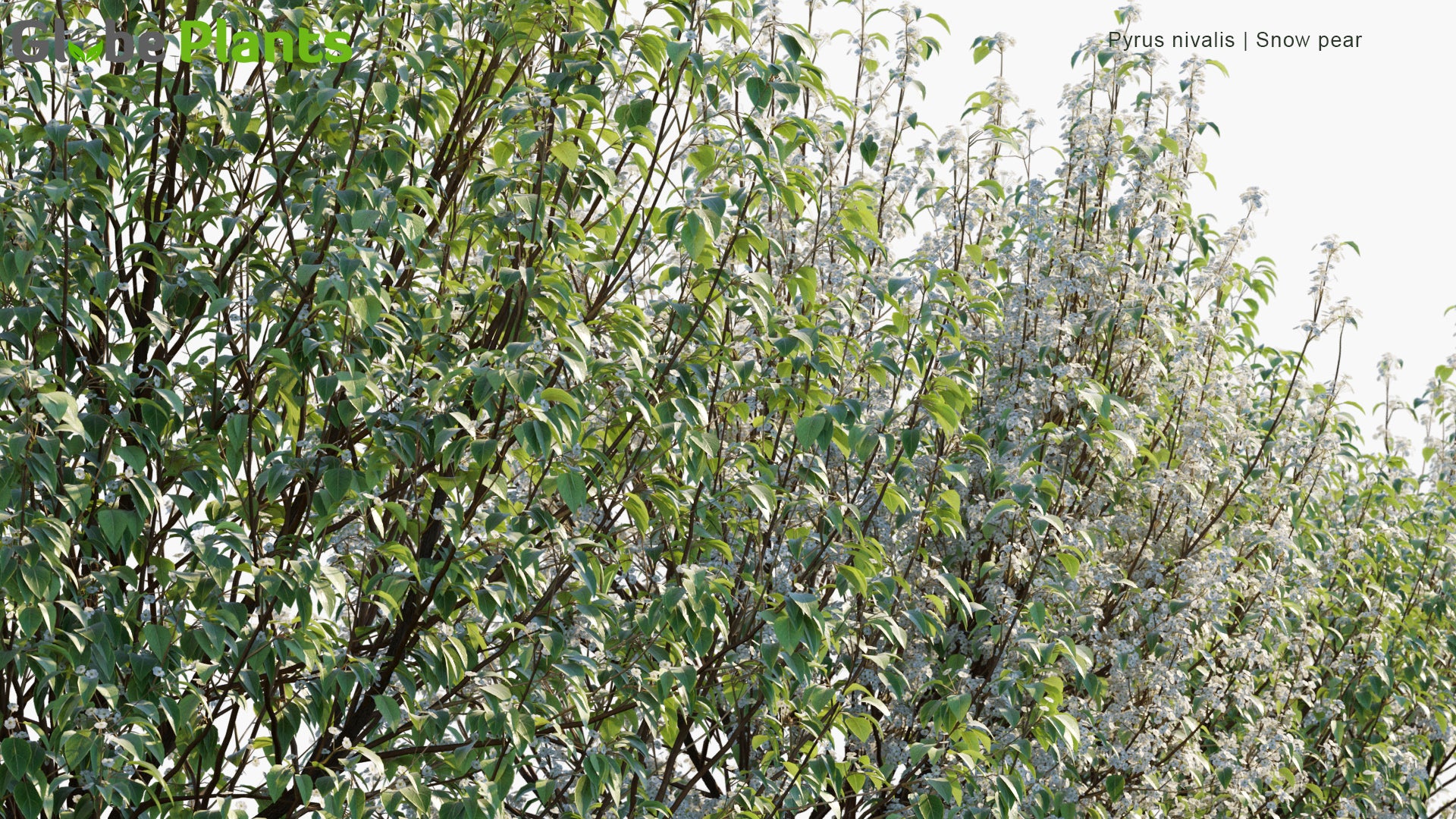 Low Poly Pyrus Nivalis - Snow Pear (3D Model)