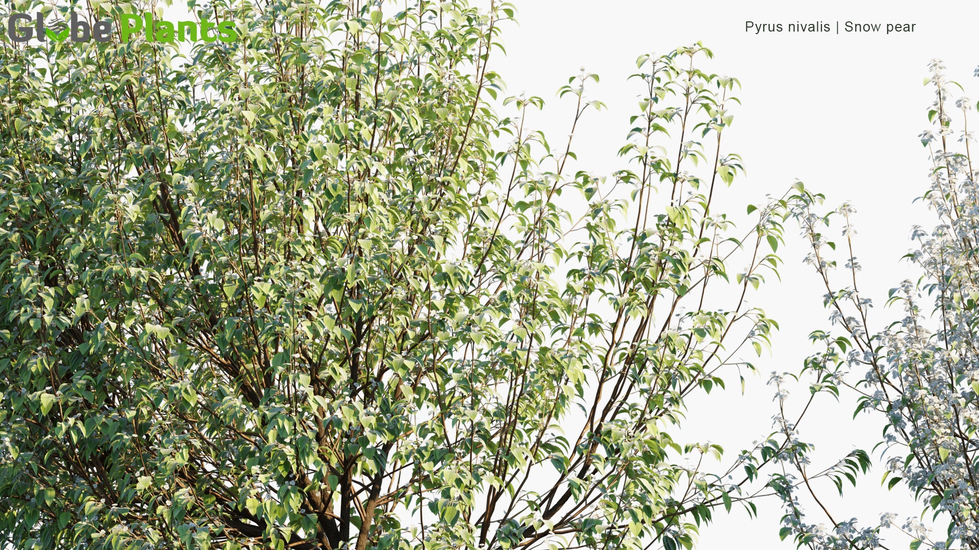 Low Poly Pyrus Nivalis - Snow Pear (3D Model)