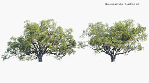 Quercus Agrifolia 