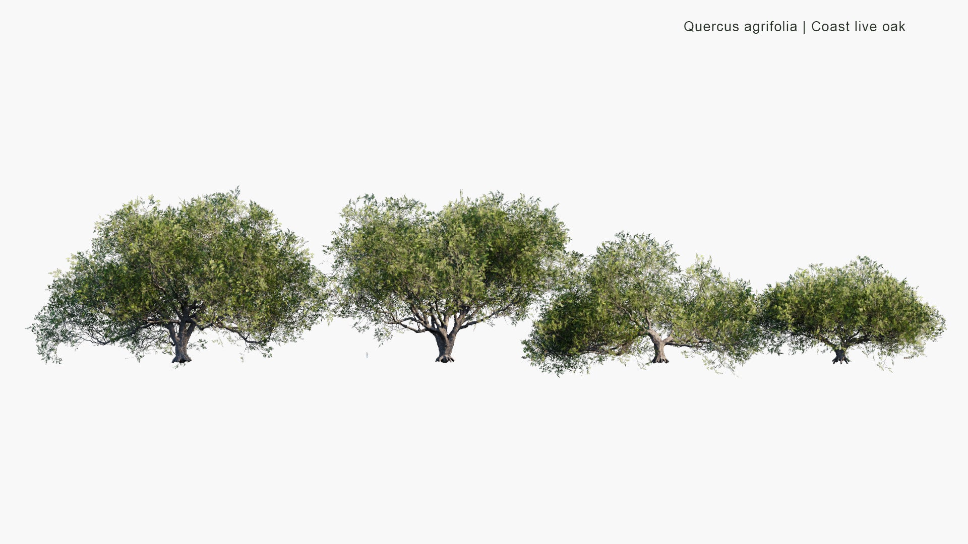 Low Poly Quercus Agrifolia - California Live Oak, Coast Live Oak (3D Model)