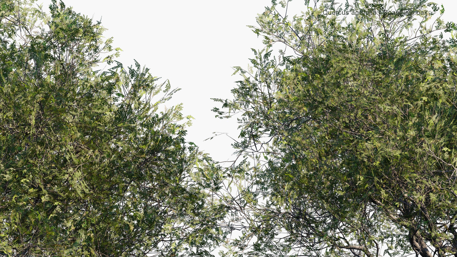 Low Poly Quercus Agrifolia - California Live Oak, Coast Live Oak (3D Model)