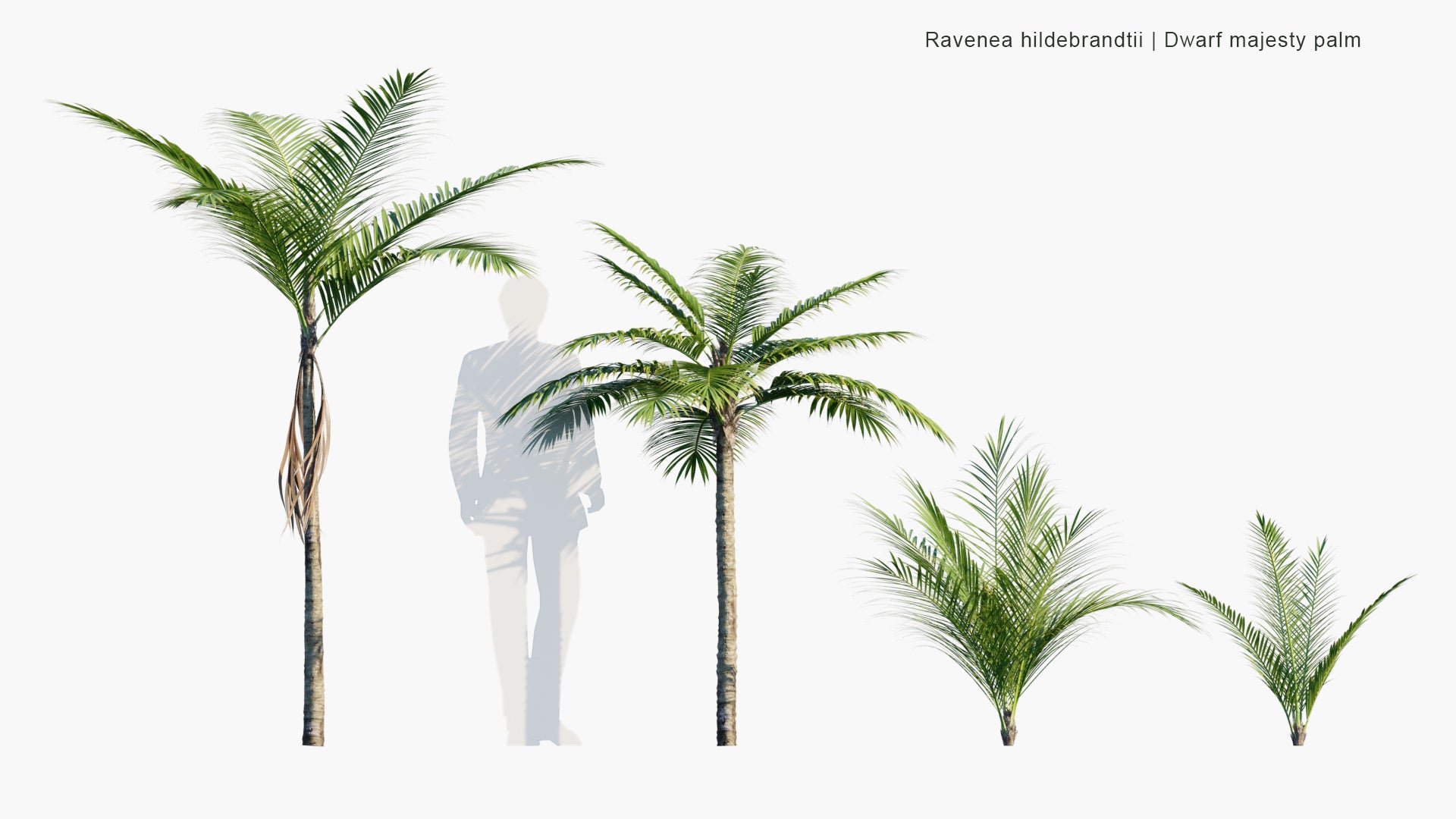 Ravenea Hildebrandtii - Dwarf Majesty Palm (3D Model)