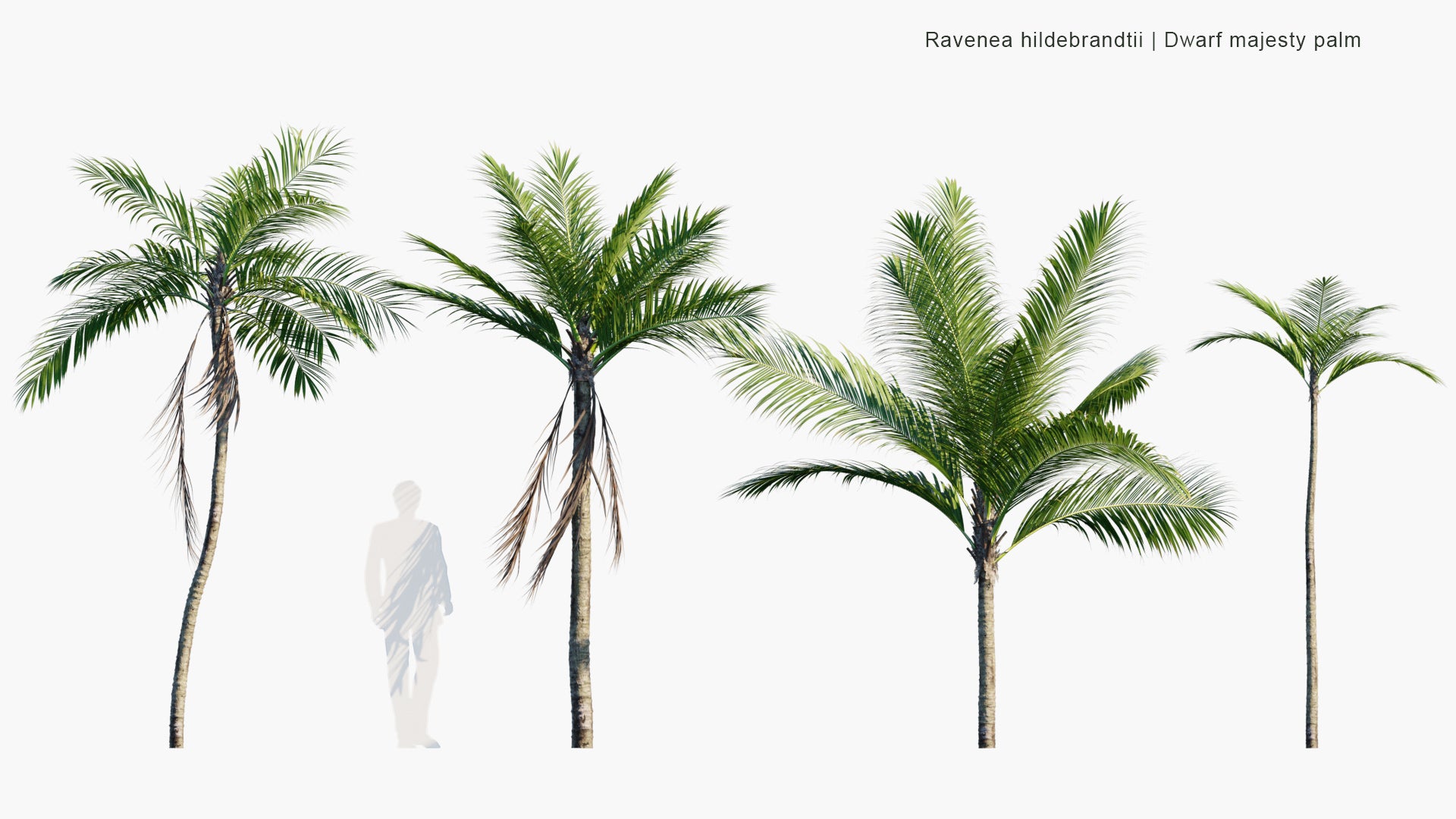 Ravenea Hildebrandtii - Dwarf Majesty Palm (3D Model)
