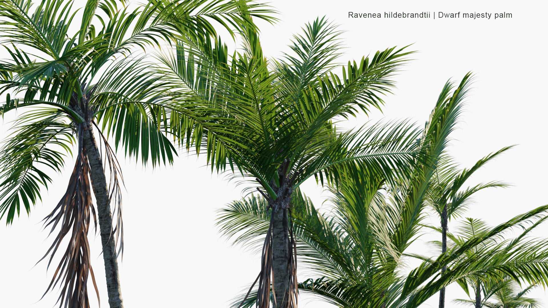 Ravenea Hildebrandtii - Dwarf Majesty Palm (3D Model)