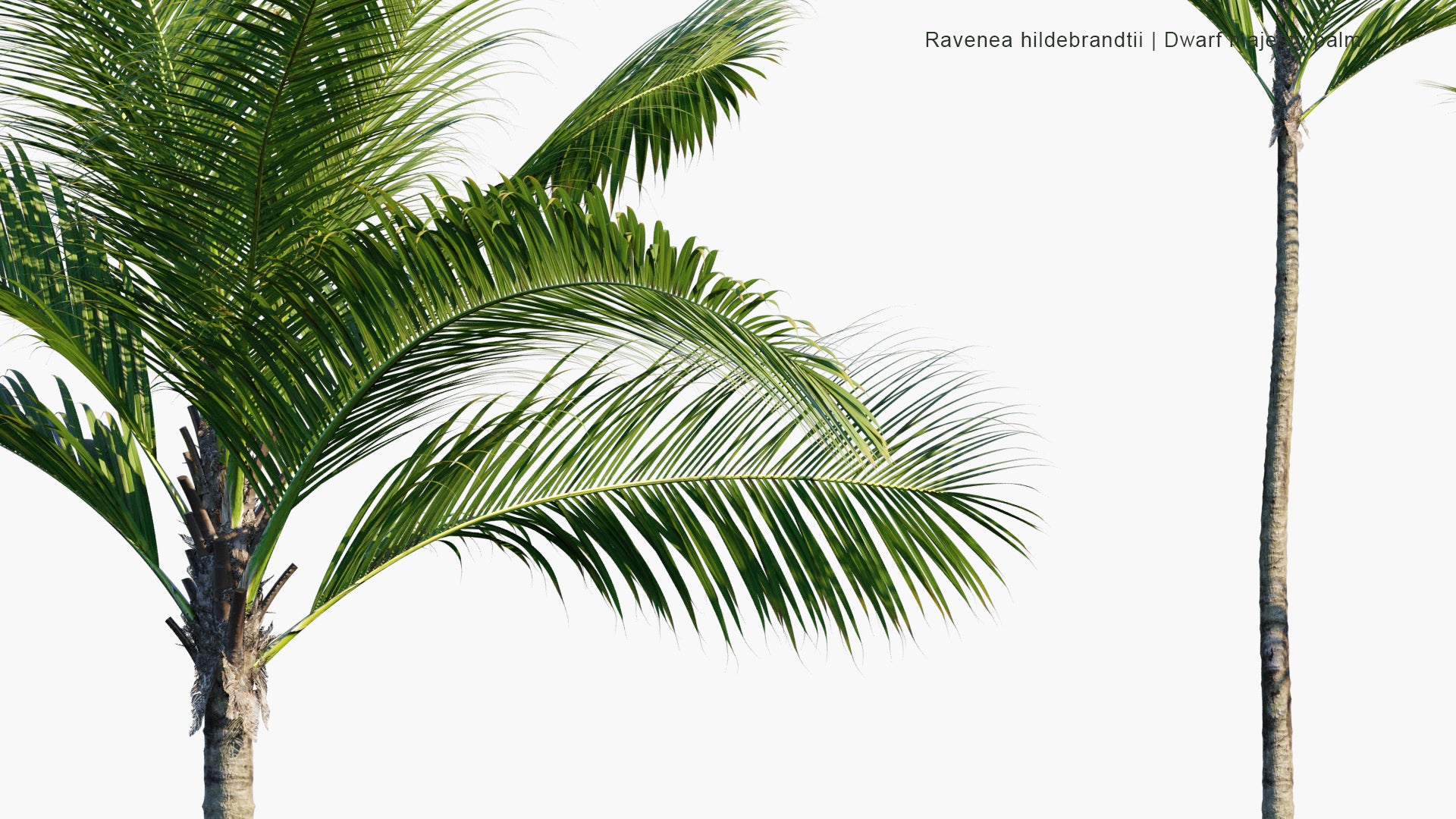 Ravenea Hildebrandtii - Dwarf Majesty Palm (3D Model)