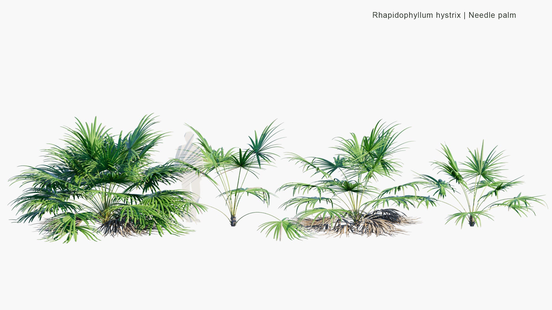 Rhapidophyllum Hystrix - Needle Palm (3D Model)
