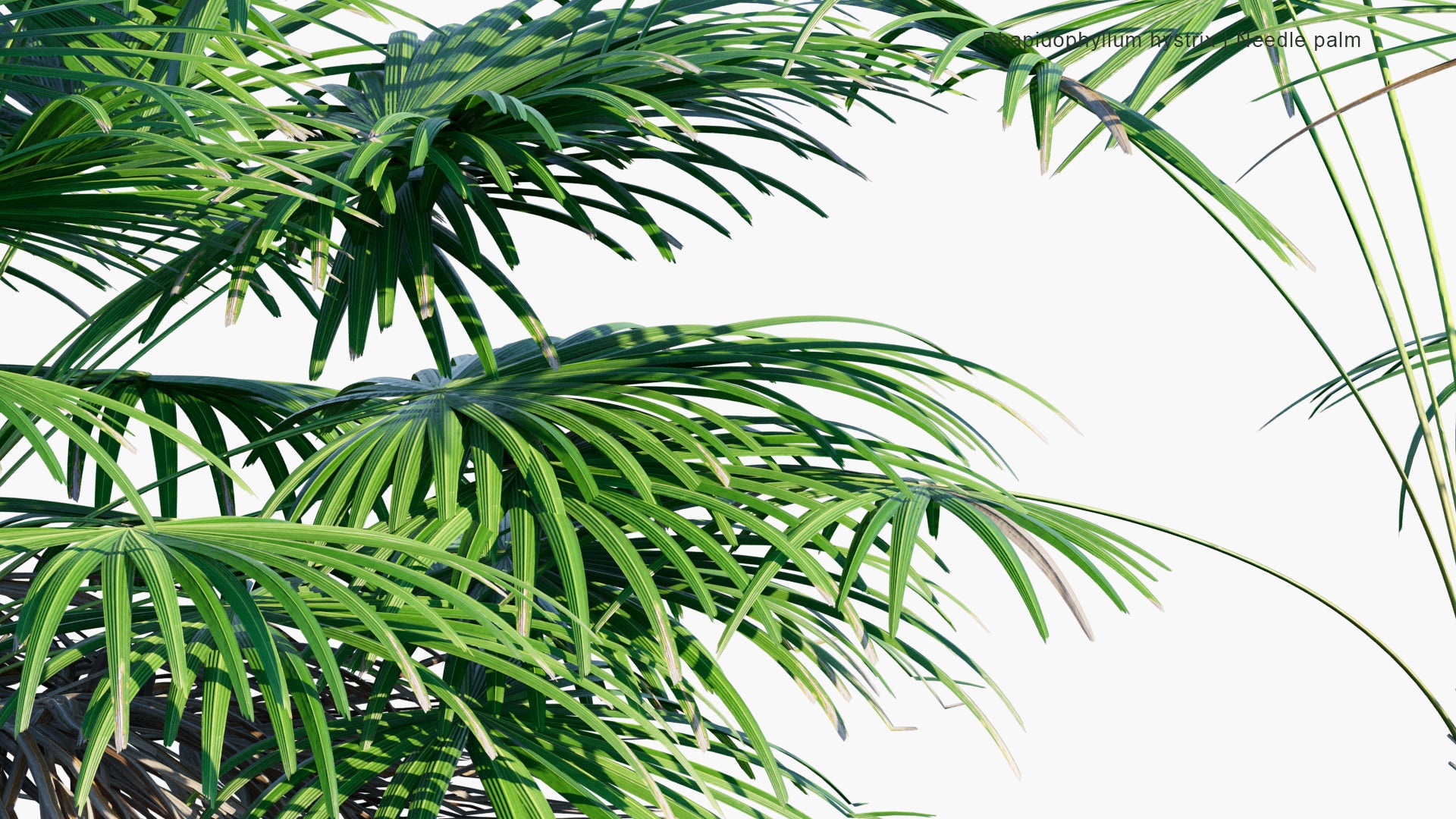 Rhapidophyllum Hystrix - Needle Palm (3D Model)