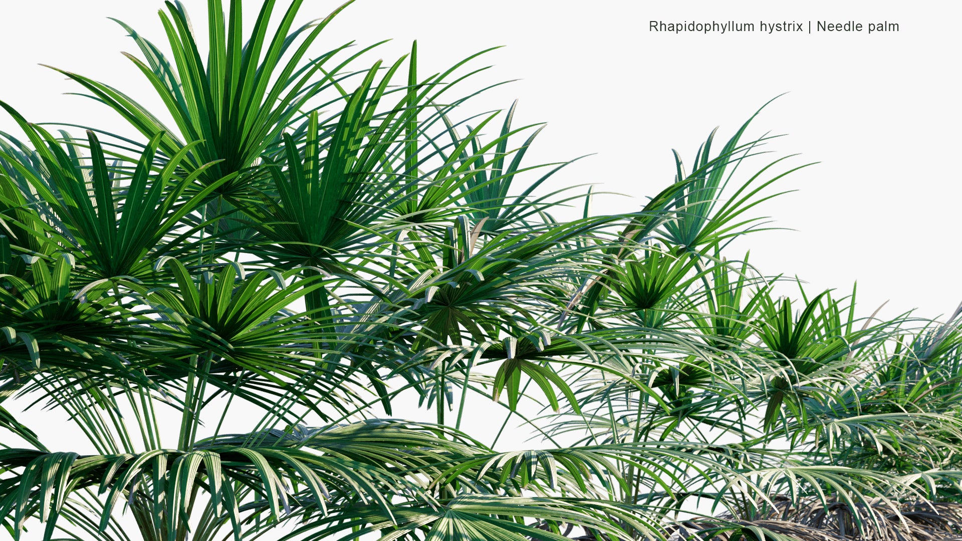 Rhapidophyllum Hystrix - Needle Palm (3D Model)