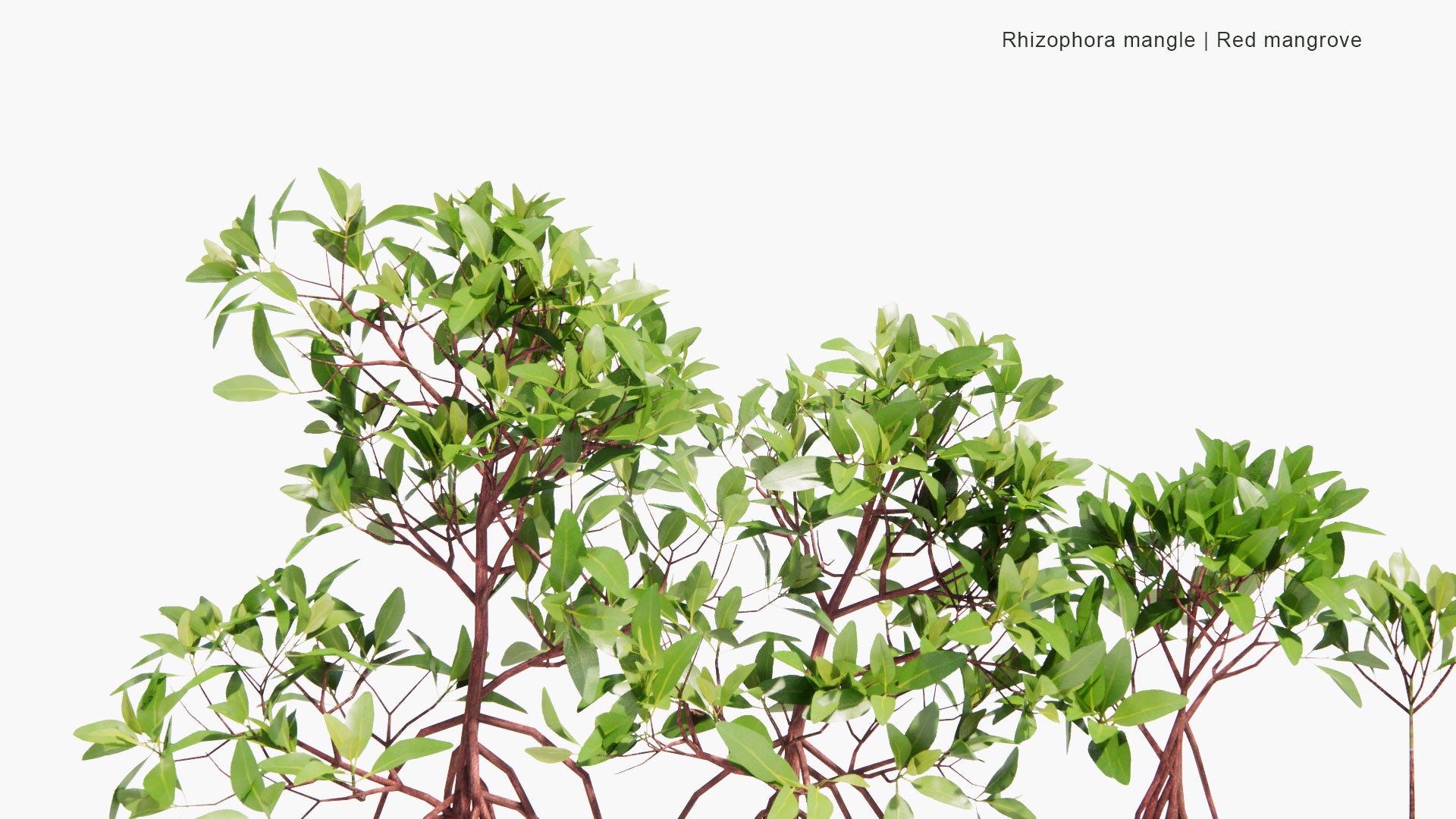 Low Poly Rhizophora Mangle - Red Mangrove (3D Model)