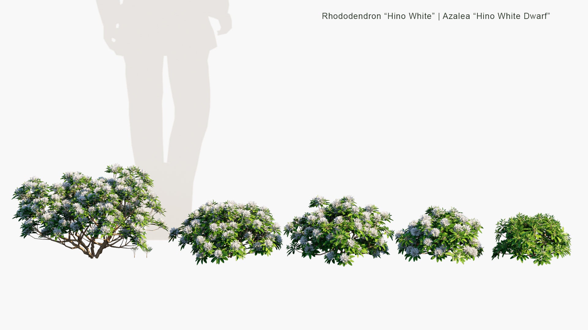 Low Poly Rhododendron "Hino White" - Azalea "Hino White Dwarf", Japanese Azalea (3D Model)