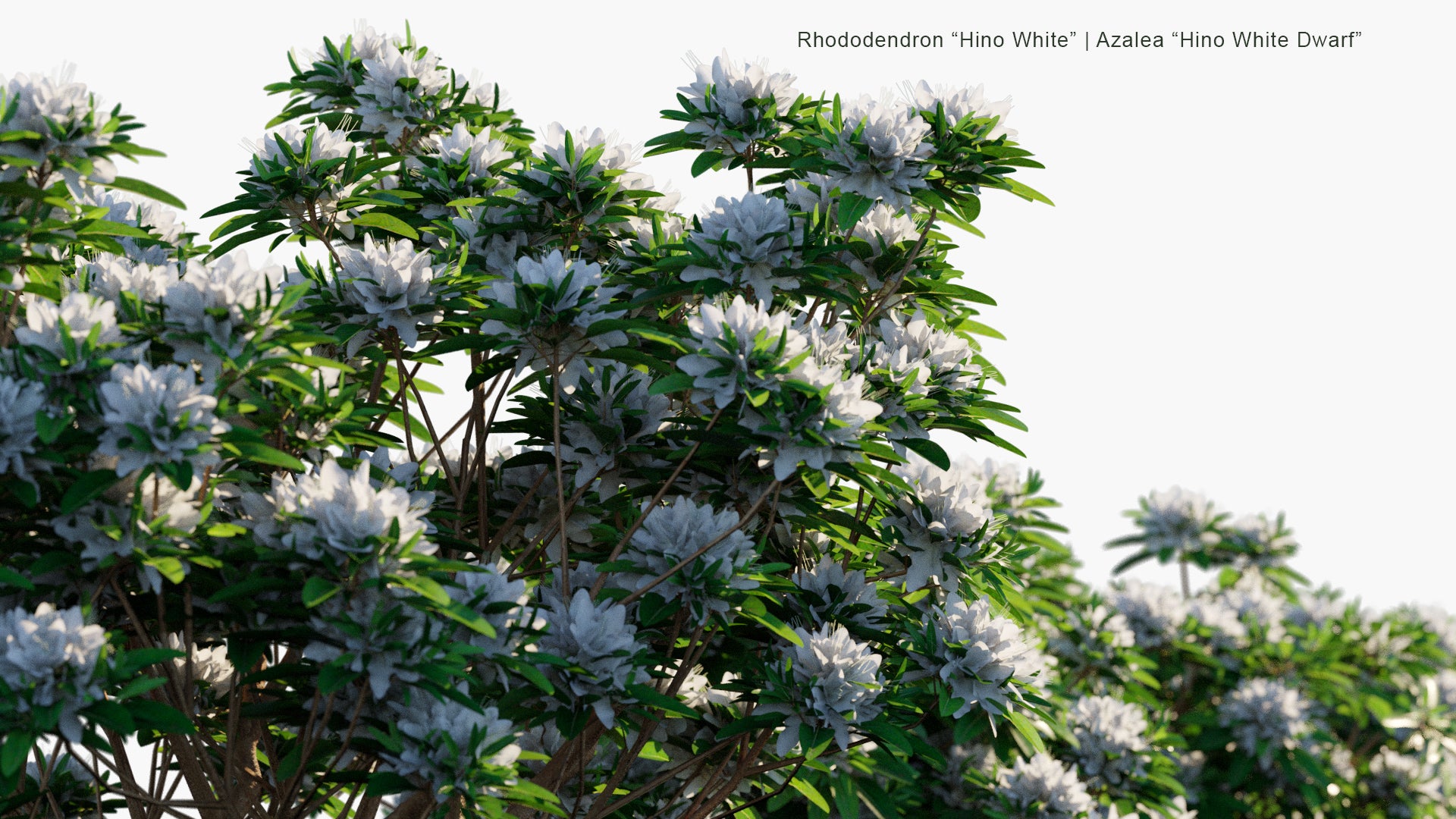 Low Poly Rhododendron "Hino White" - Azalea "Hino White Dwarf", Japanese Azalea (3D Model)