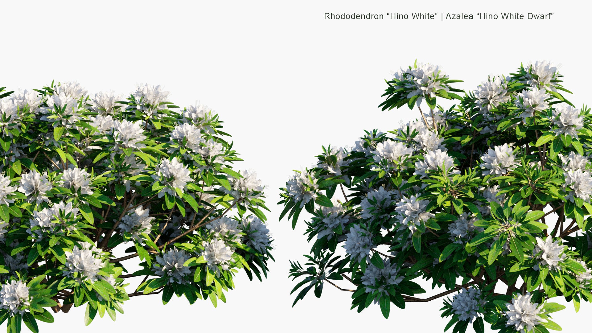 Low Poly Rhododendron "Hino White" - Azalea "Hino White Dwarf", Japanese Azalea (3D Model)